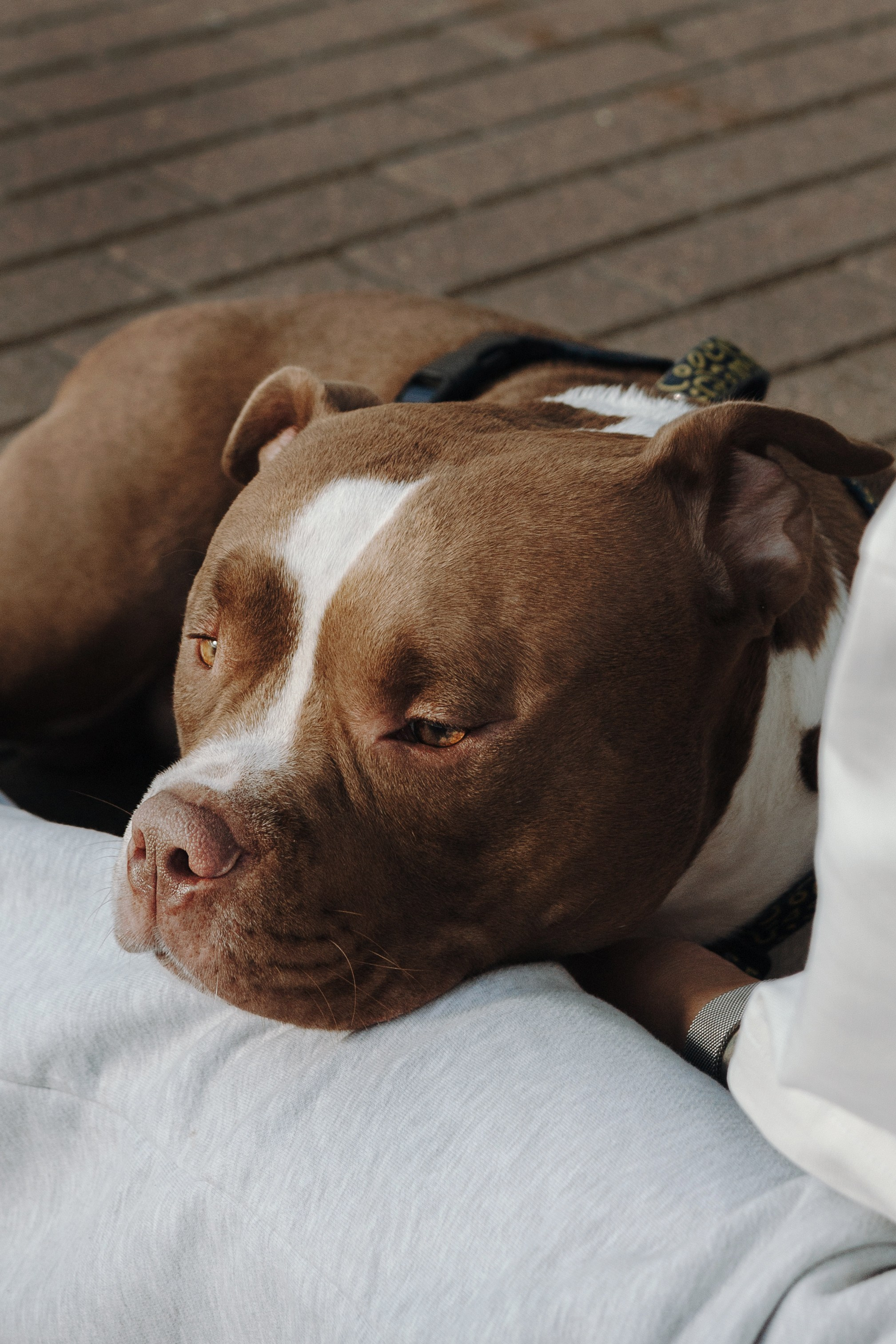 Анжела & Арес. Фотограф — анималист •love-story•|Санкт-Петербург