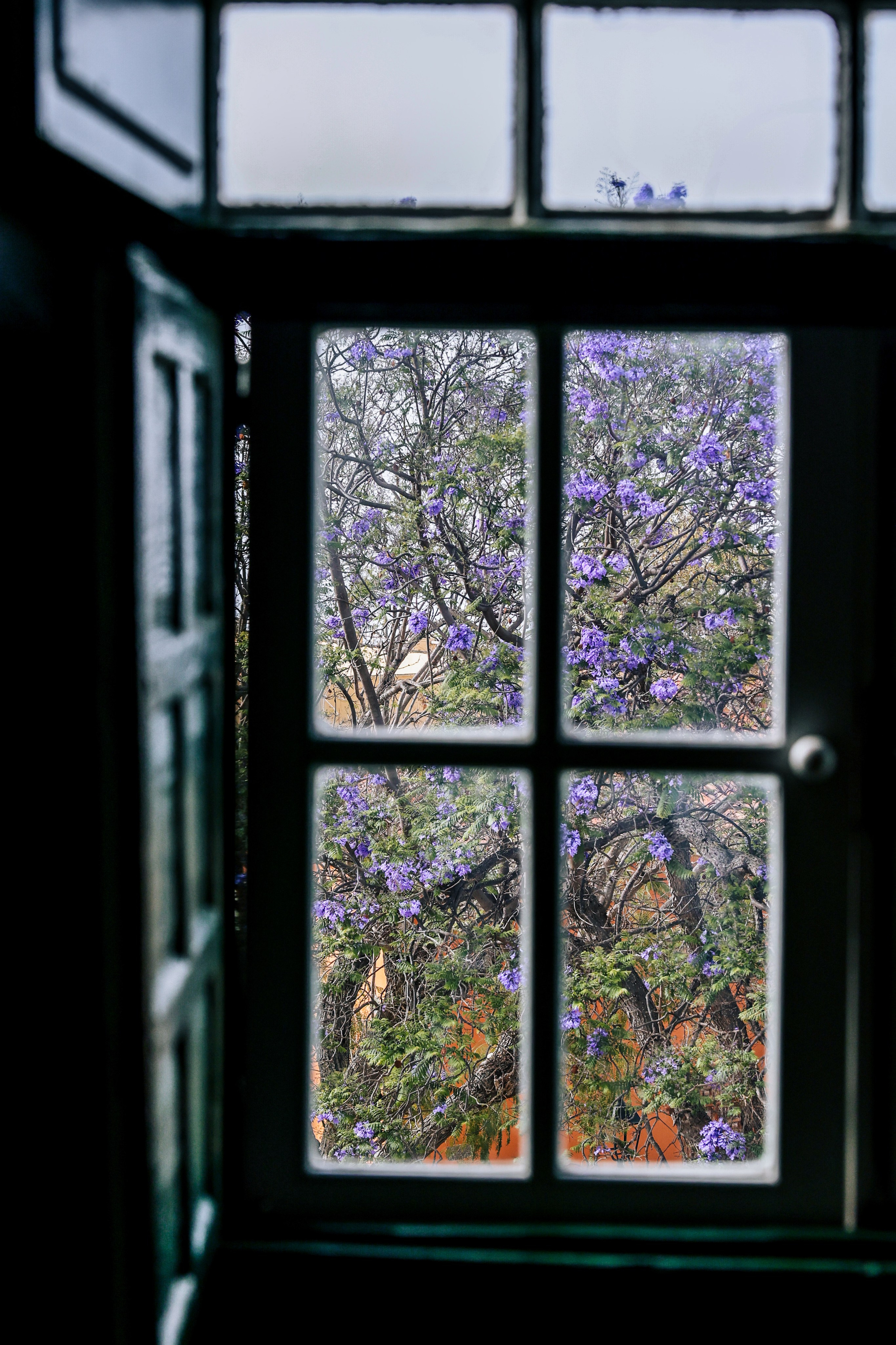 Emblemática Los Helechos. Фотограф Виктория Волкова. Москва