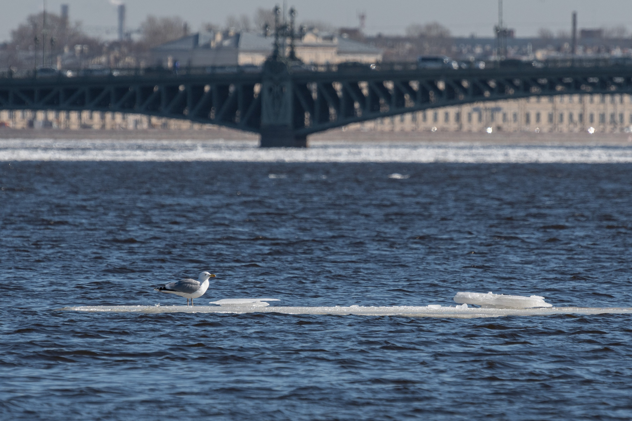 20220411-16 Санкт-Петербург. Дмитрий Ремизов. Фотография, как хобби