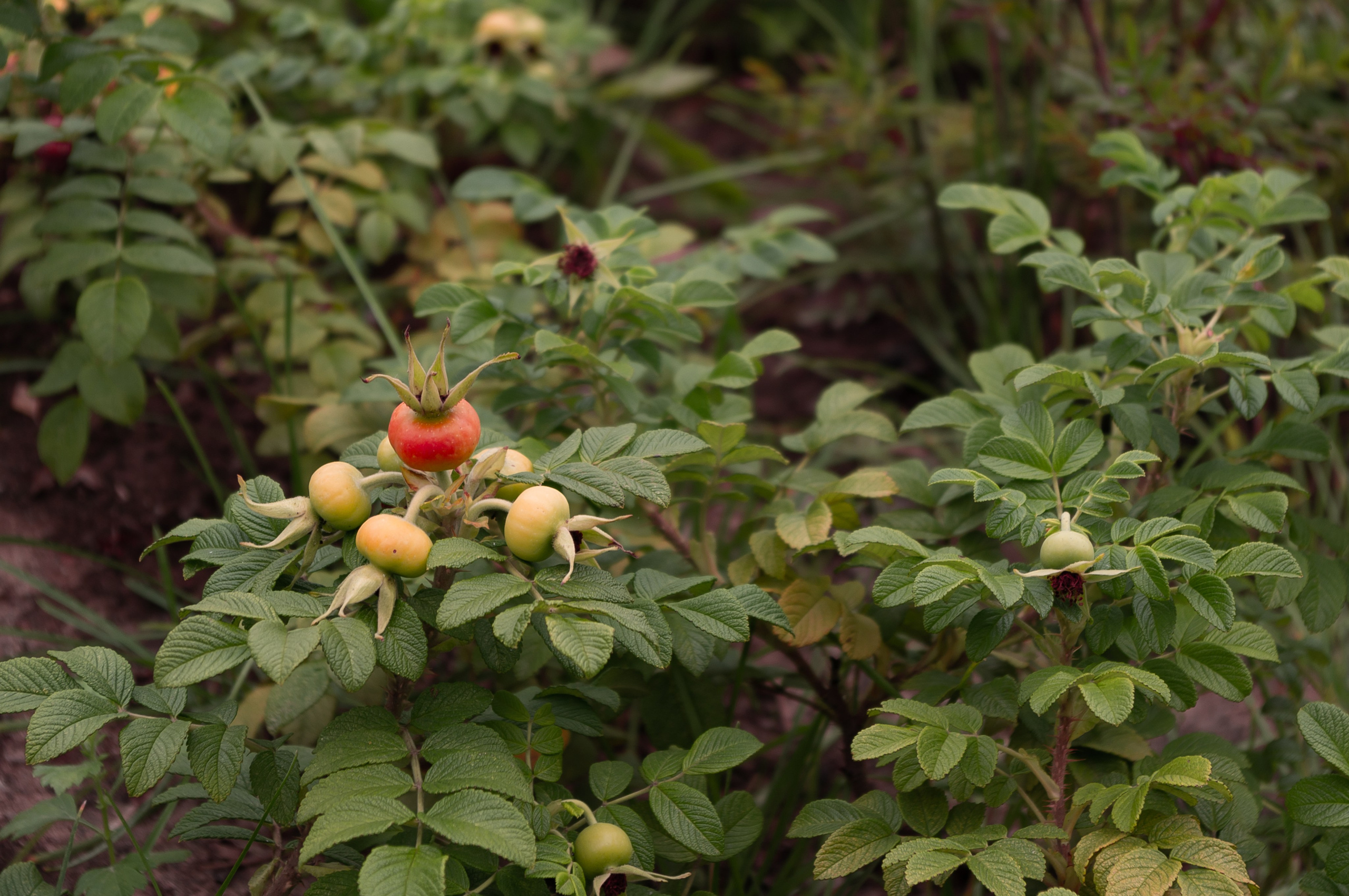20200824 Вокруг Кремля с братом. Дмитрий Ремизов. Фотография, как хобби
