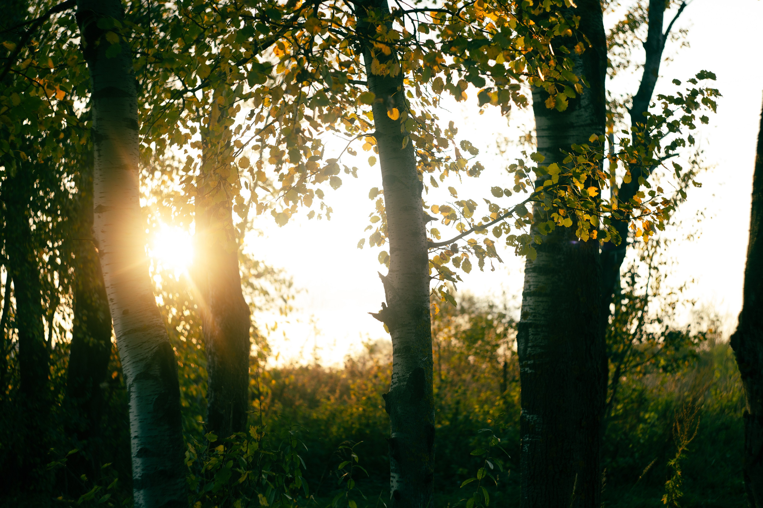 Сентябрь 2023. Efremovaphoto.ru