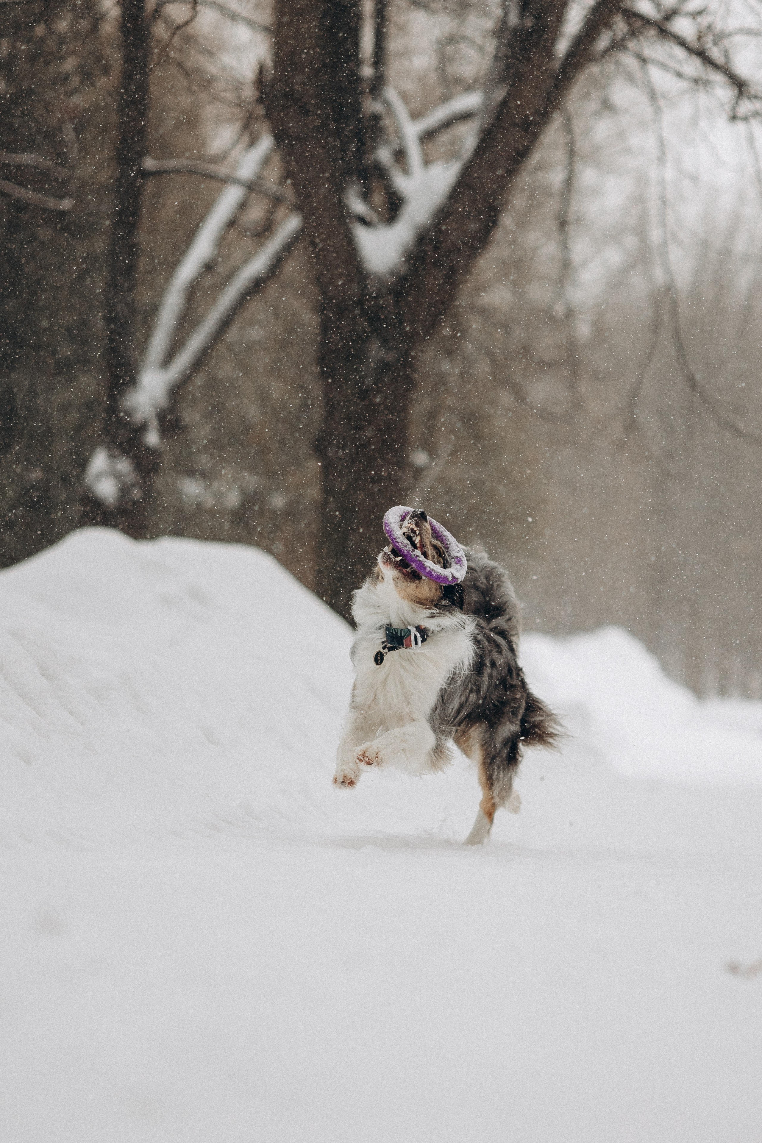 Настя и Тор. Фотораф — анималист Мария Шистка