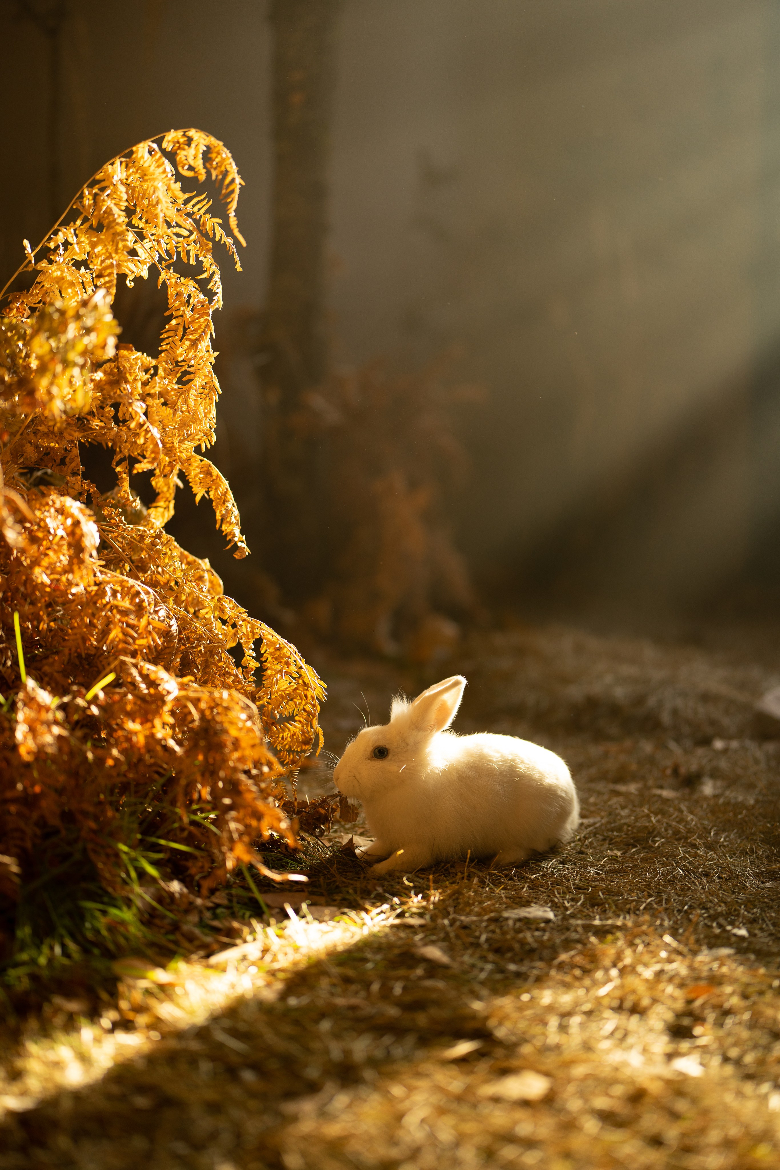 Нимфа в гламурном лесу. Ваш фотограф Tetiana Kolos, найду самый удачный ракурс и словлю момент