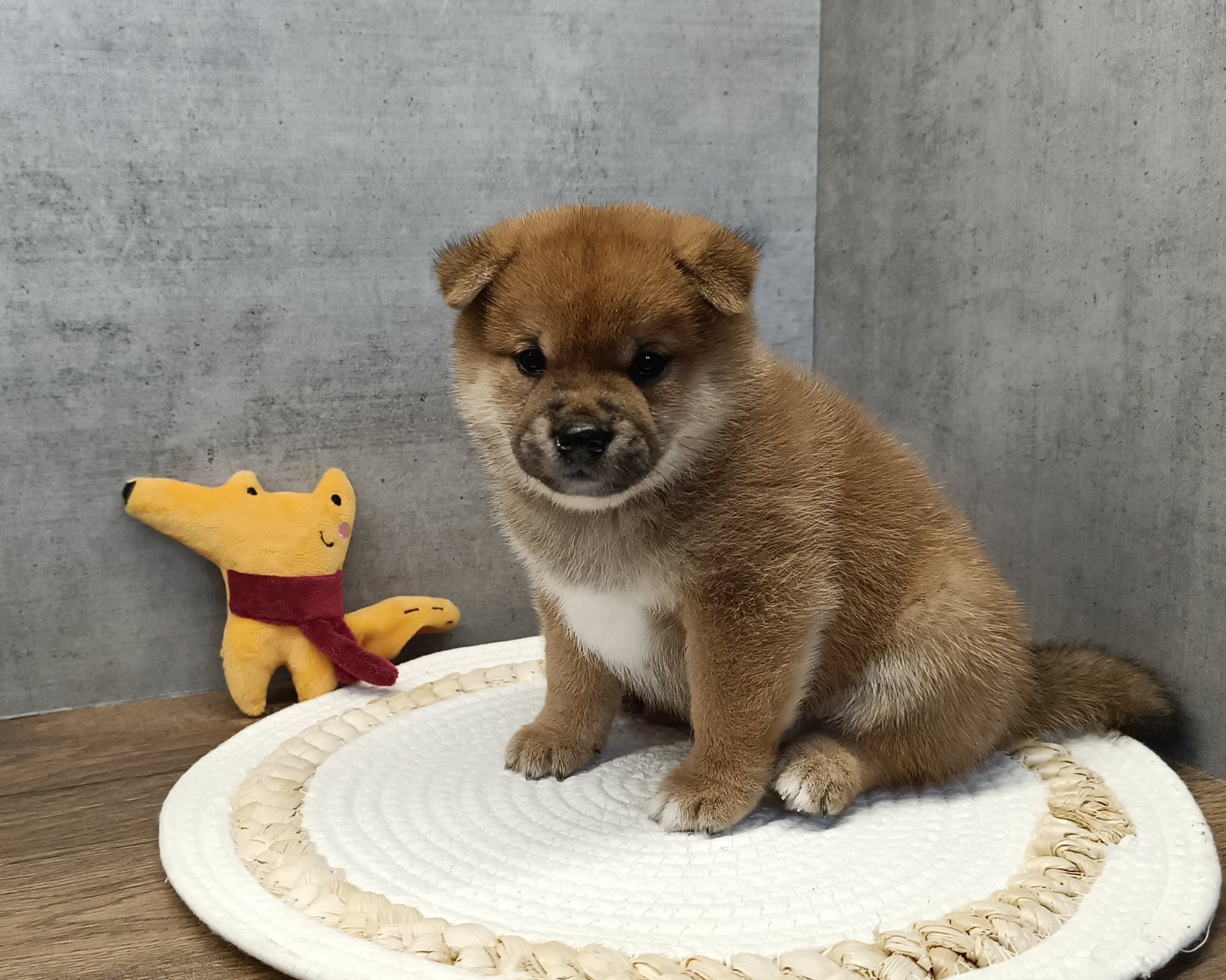 Rubylight Hattie. AMERICAN AKITA RUBYLIGHT KENNEL I SHIBA-INU
