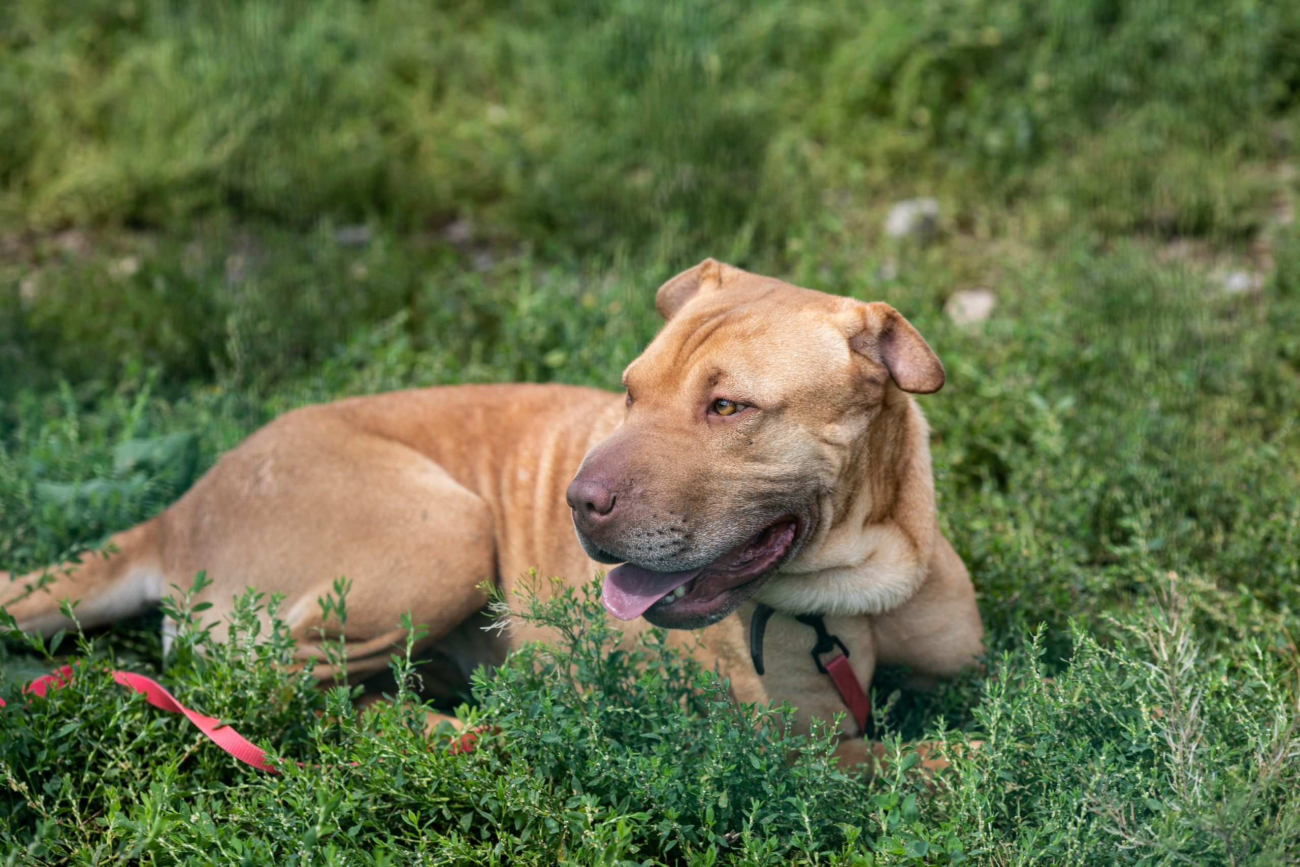 Приют — Наш дом. Репортажный и свадебный фотограф в Челябинске Елисеев Павел