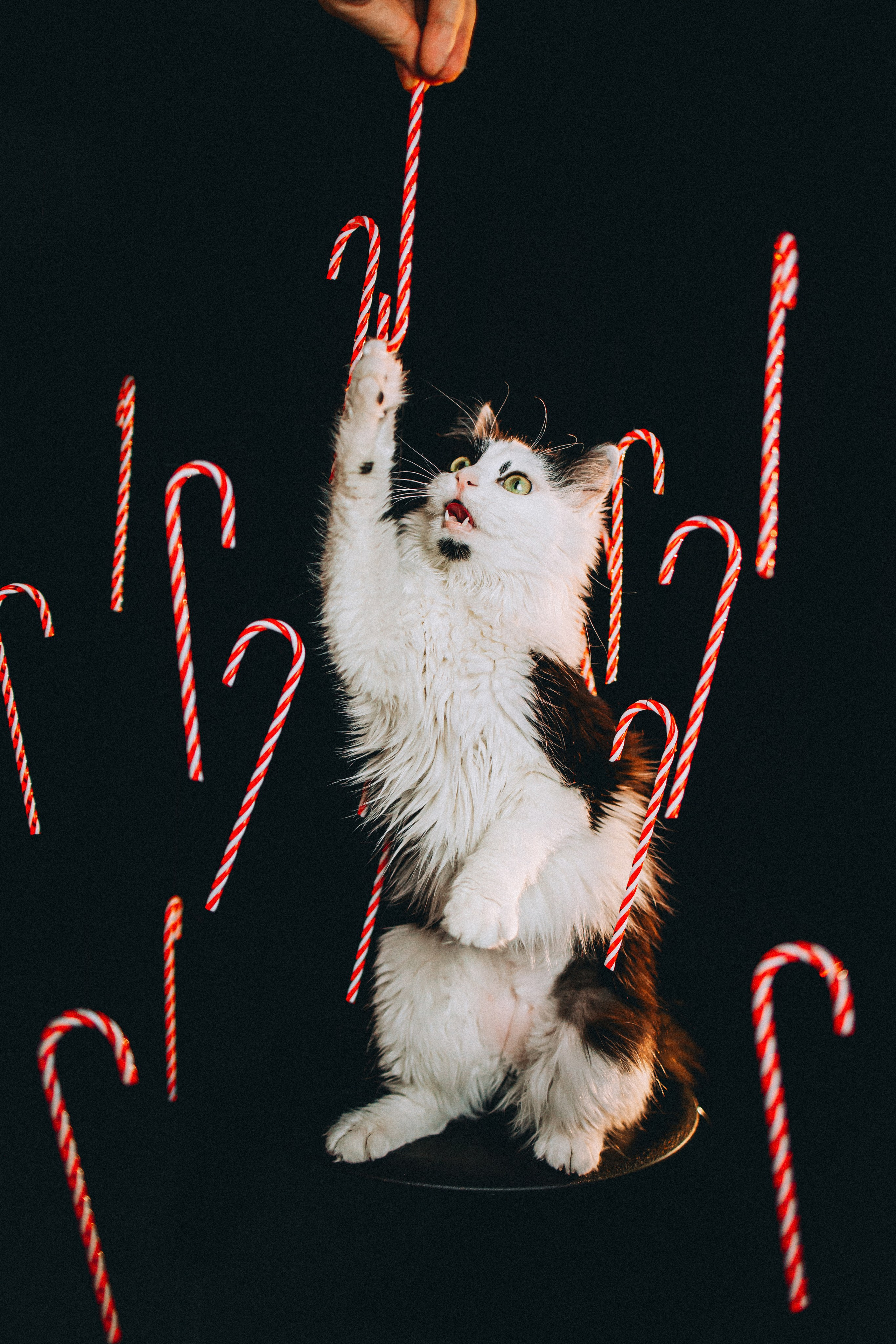 Джек, Бет и Кову