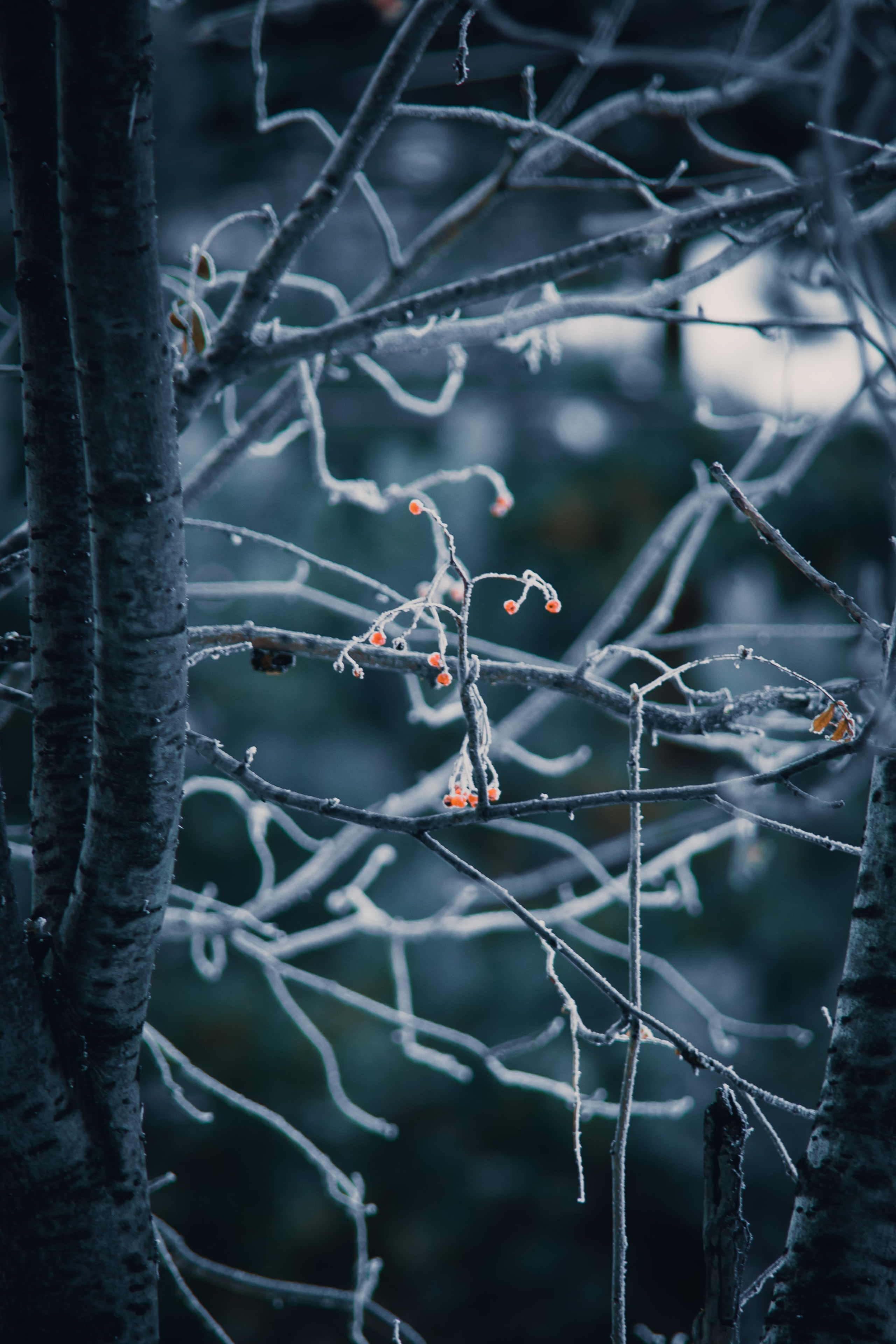 Природа. Darinishna Фэнтези-фотограф Хабаровск