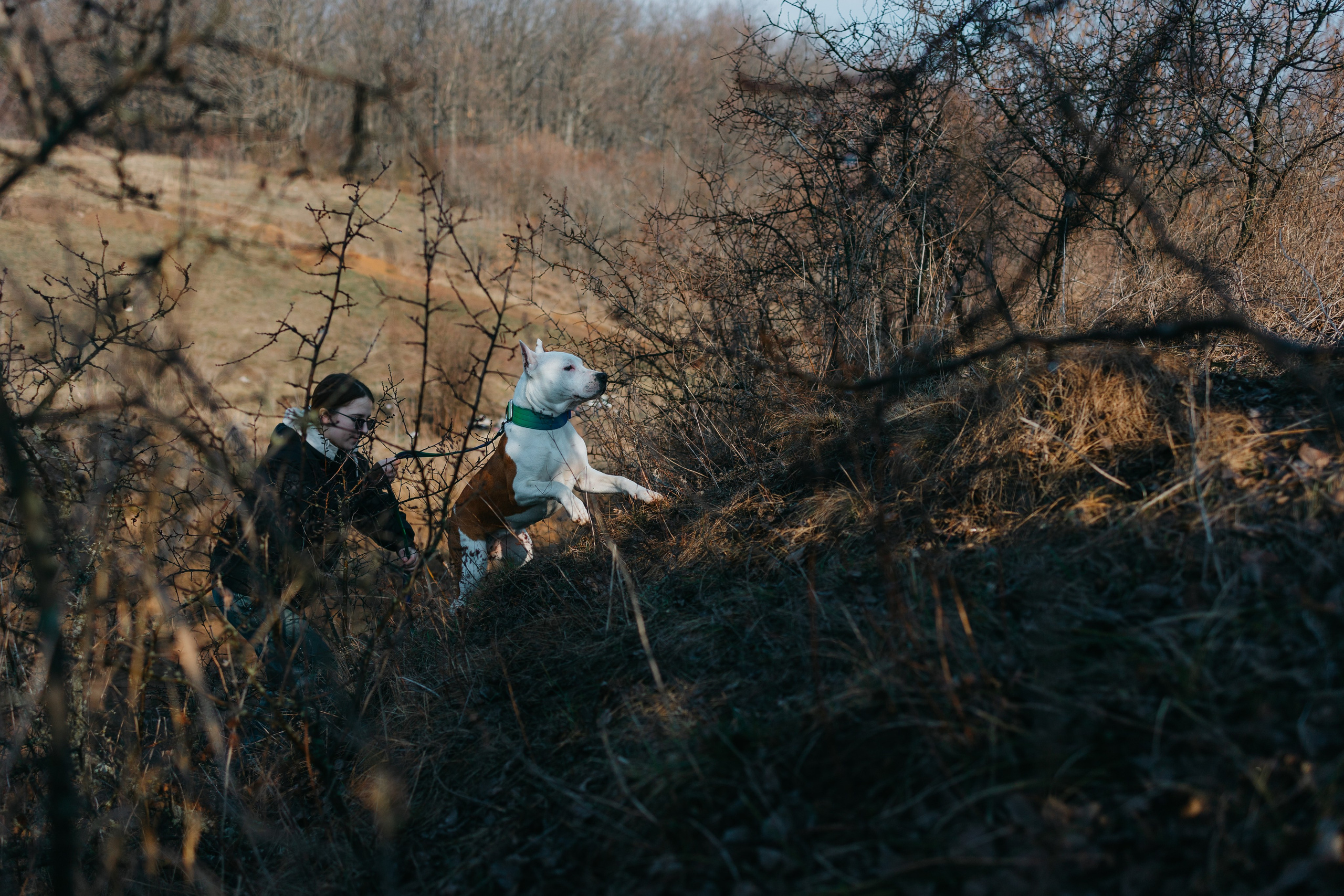 Лера, Ума и Винни. Фотограф — анималист Светлана Кысса|фотограф собак в Краснодаре и Нижнем Новгороде