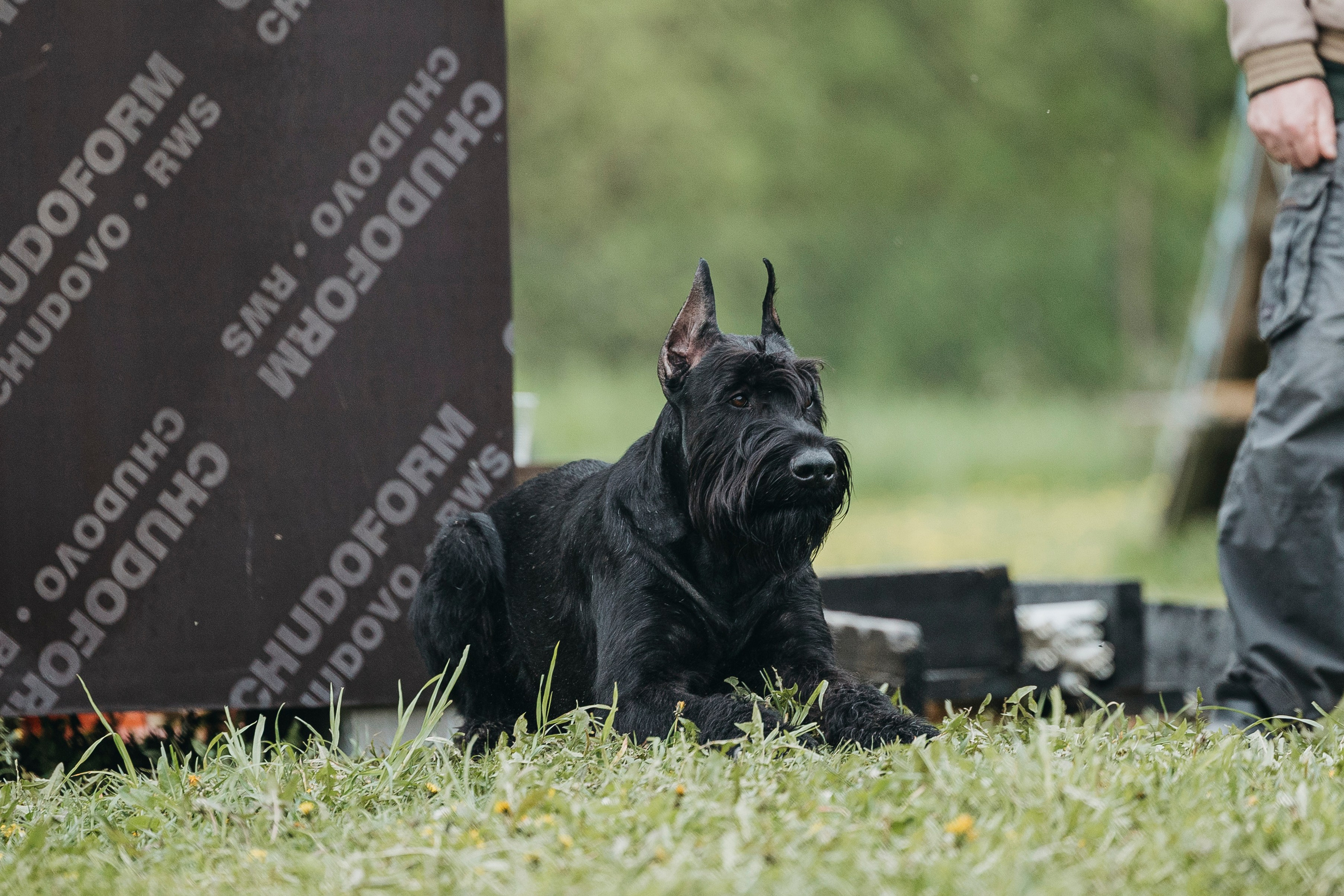 26.05.25 г. Пушкин квалификационные соревнования. Фотограф-анималист Анна Маринич