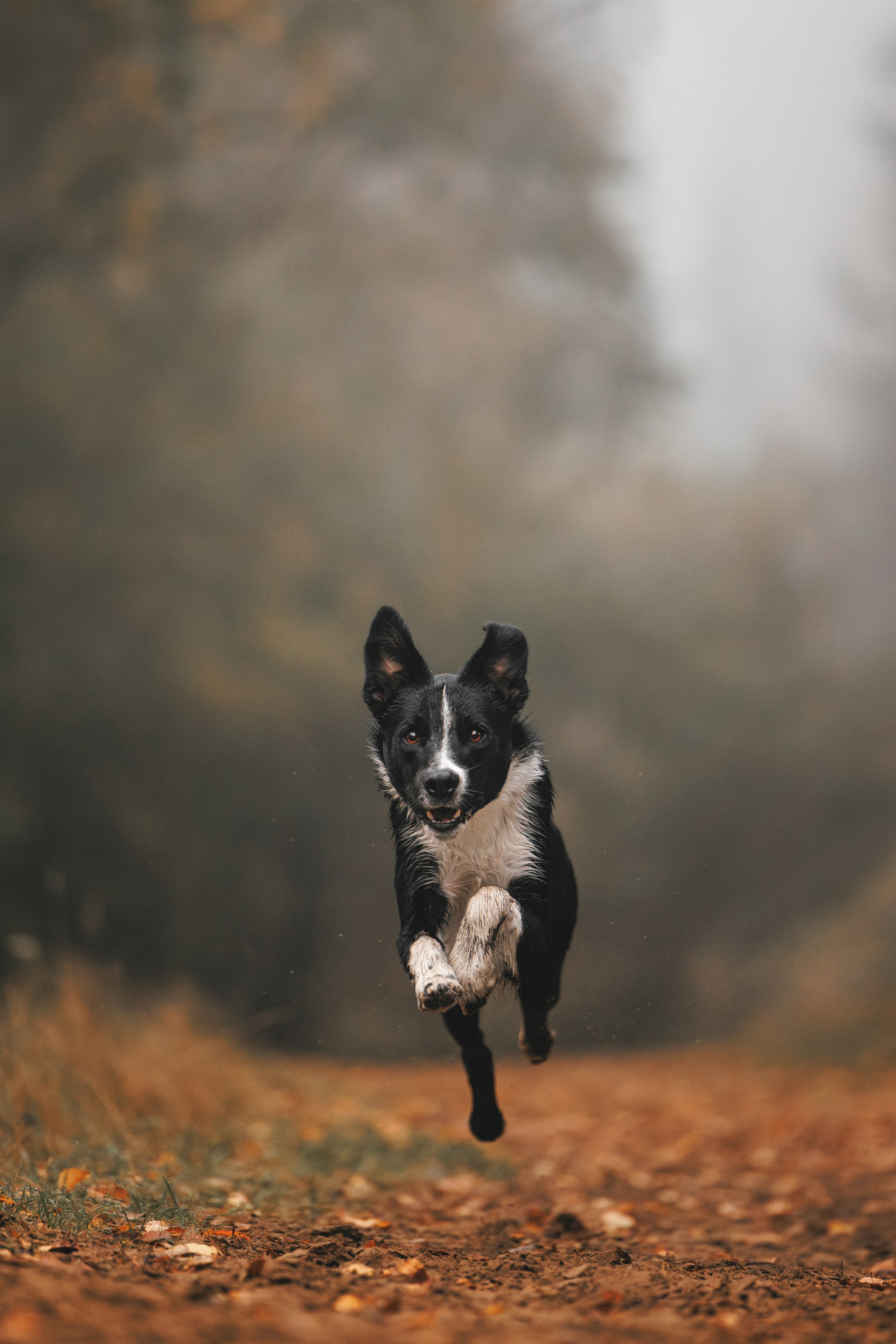 Лось. Фотограф анималист Осипчикова Мария