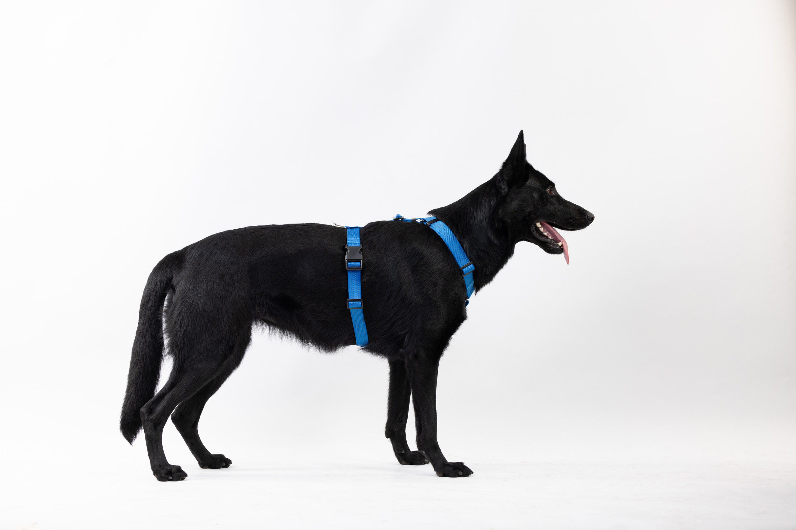 Шлейки Petforta. Фотограф анималист Осипчикова Мария