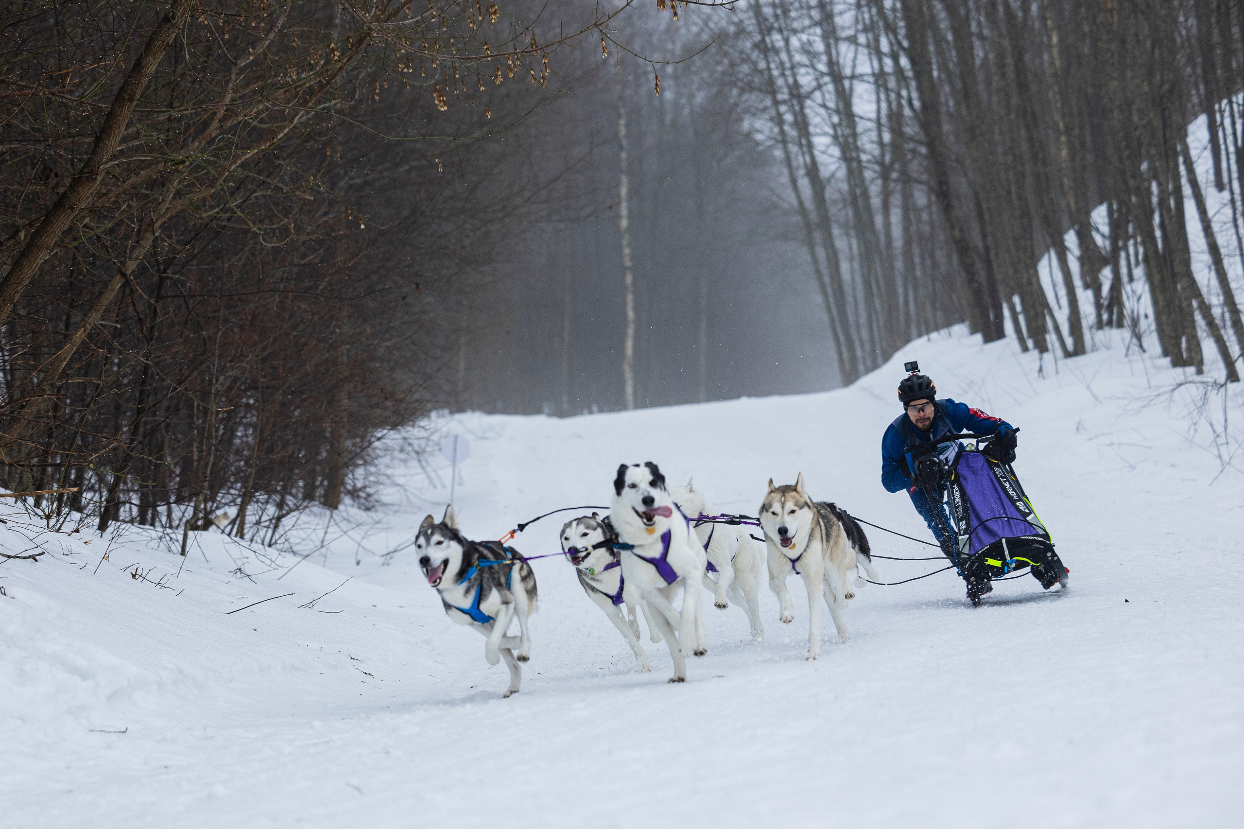 Зимний Чемпионат Санкт-Петербурга по ездовому спорту. Фотограф-анималист Анна Маринич