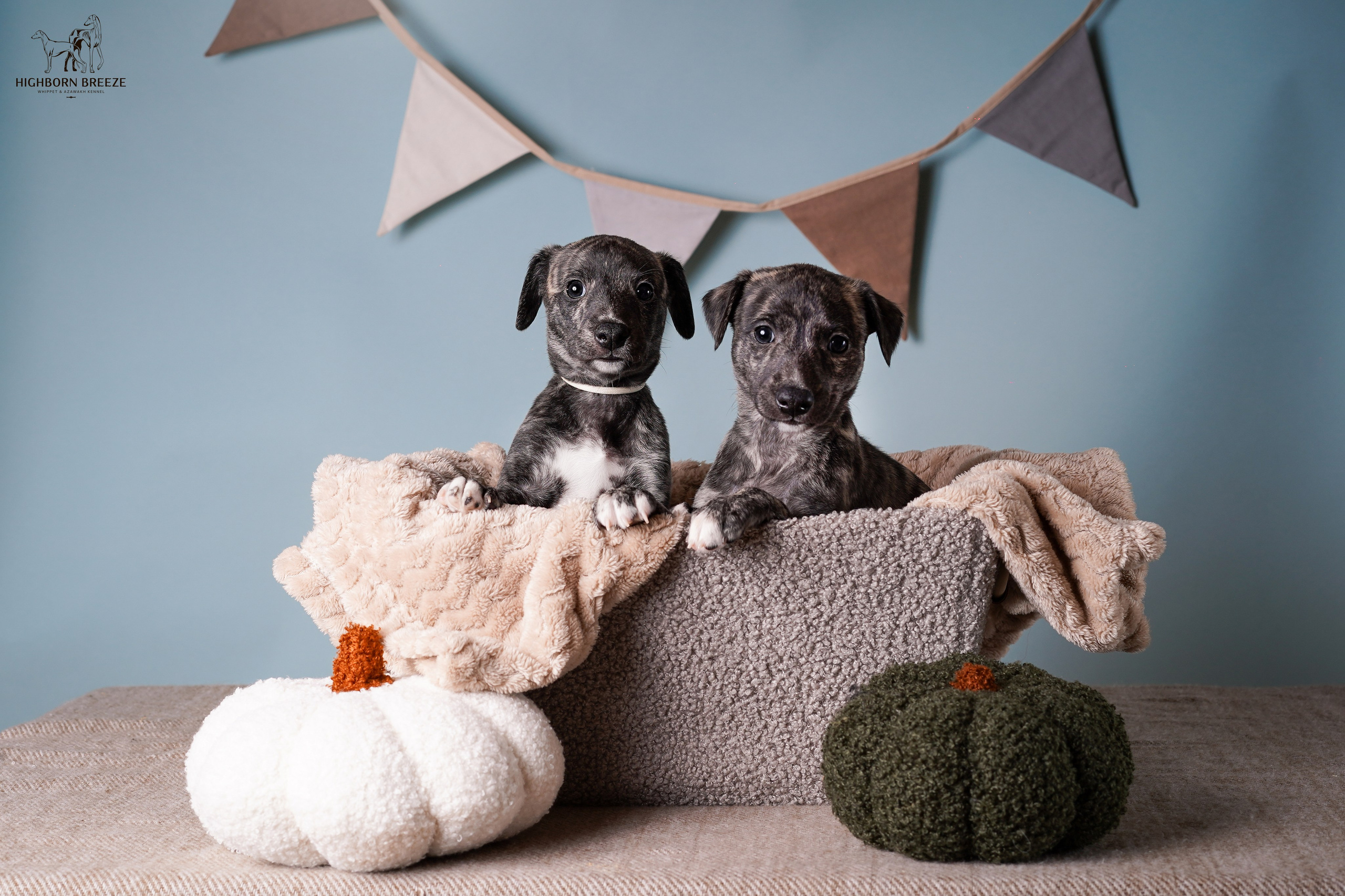 Щенки уиппета. Фотограф-анималист в Санкт-Петербурге Яна Мартынова