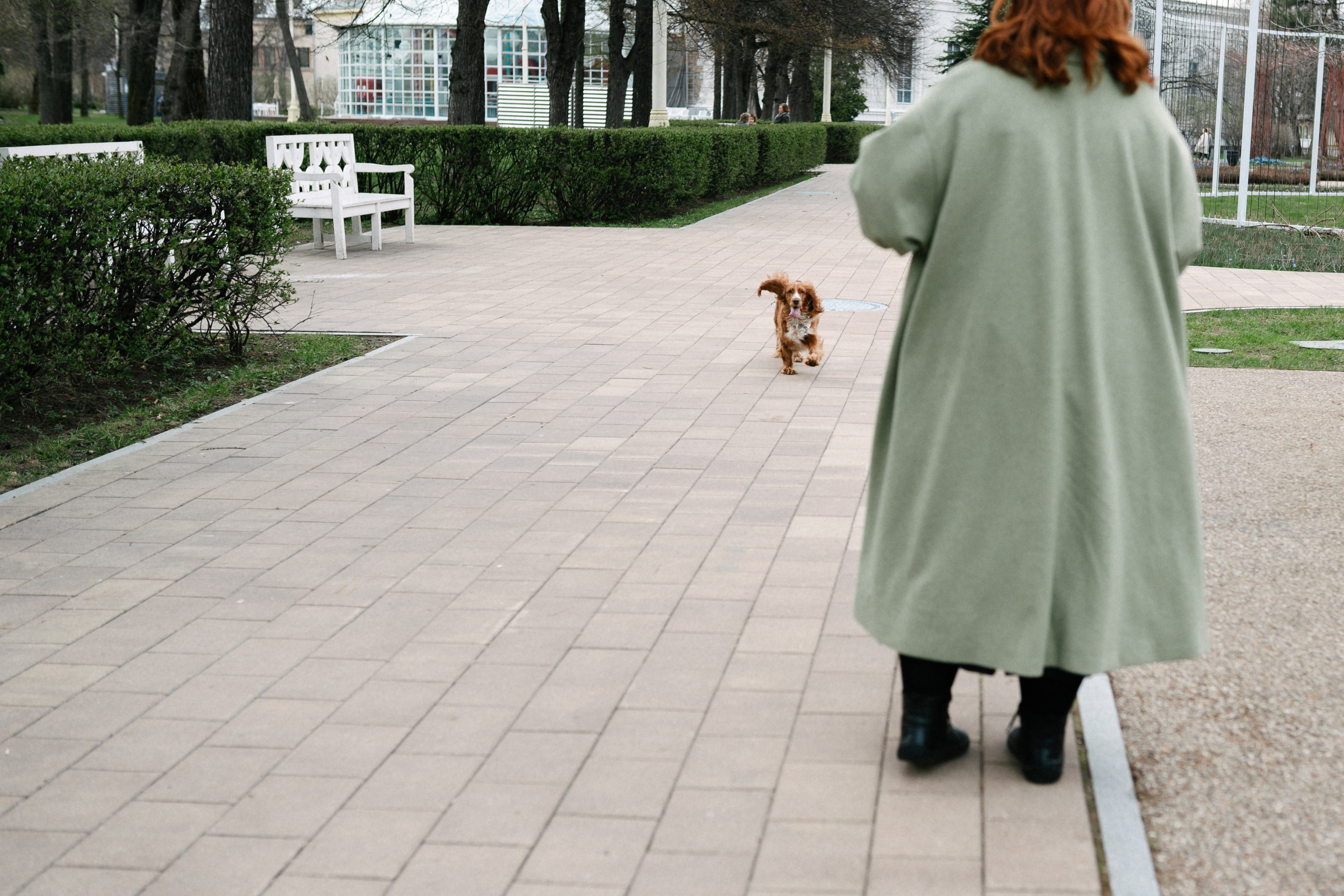 Рыжая команда. Фотограф анималист в Москве Ольга Агушева