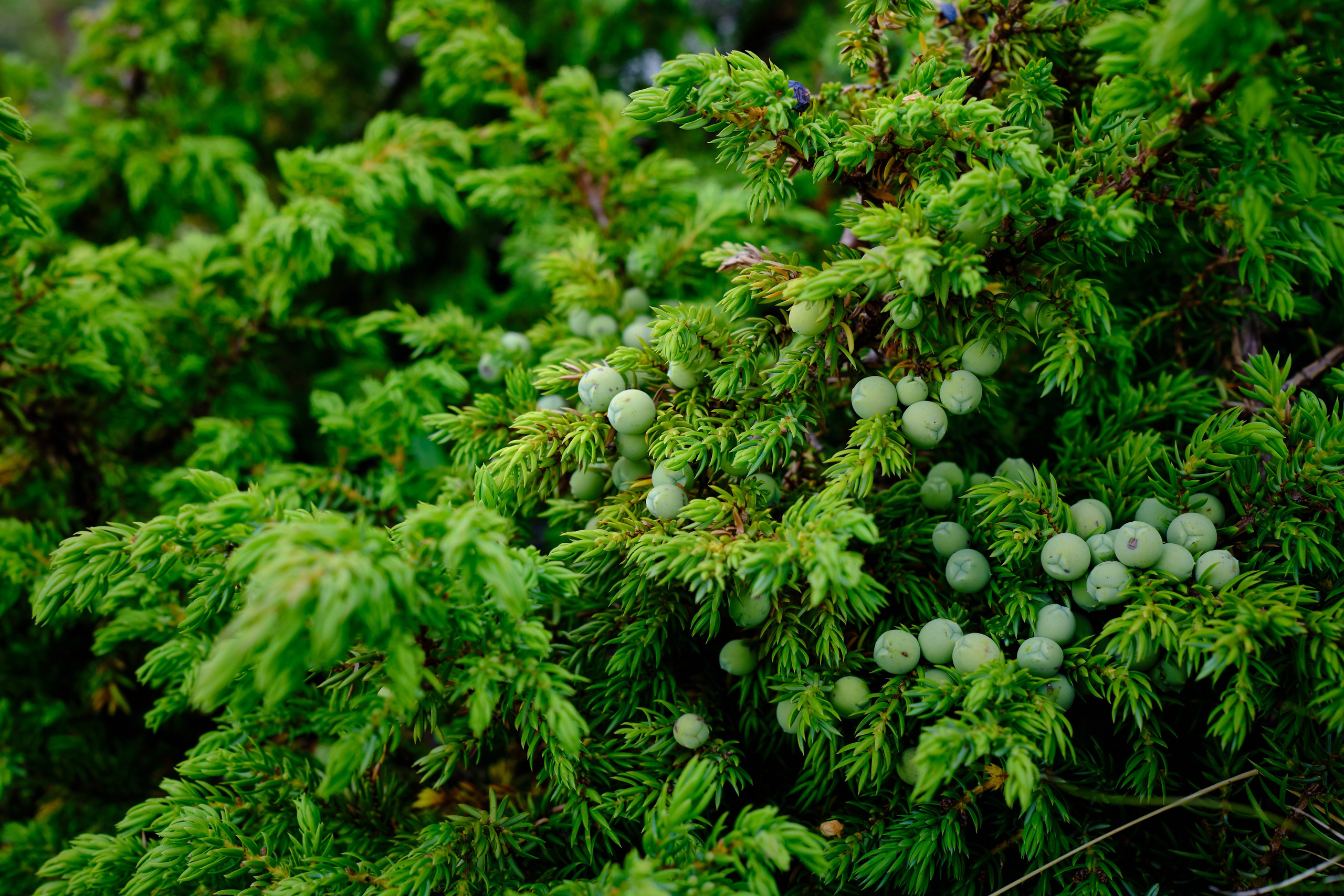 Мир растений. Пейзажи Крайнего Севера. Баренцево море, Рыбачий, Средний, Немецкий