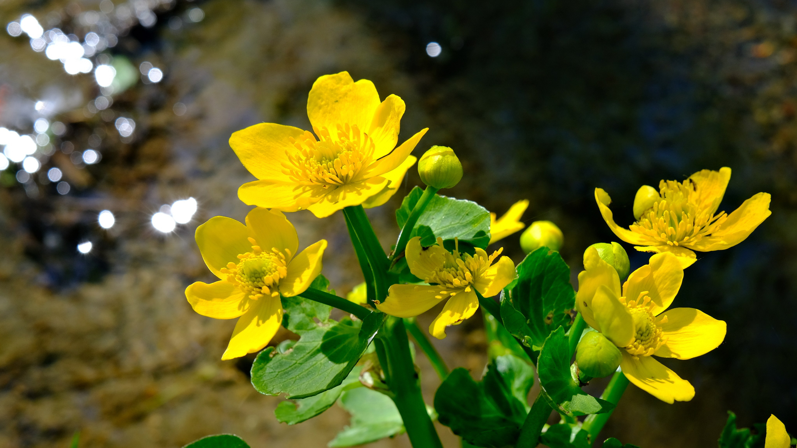 Мир растений. Пейзажи Крайнего Севера. Баренцево море, Рыбачий, Средний, Немецкий