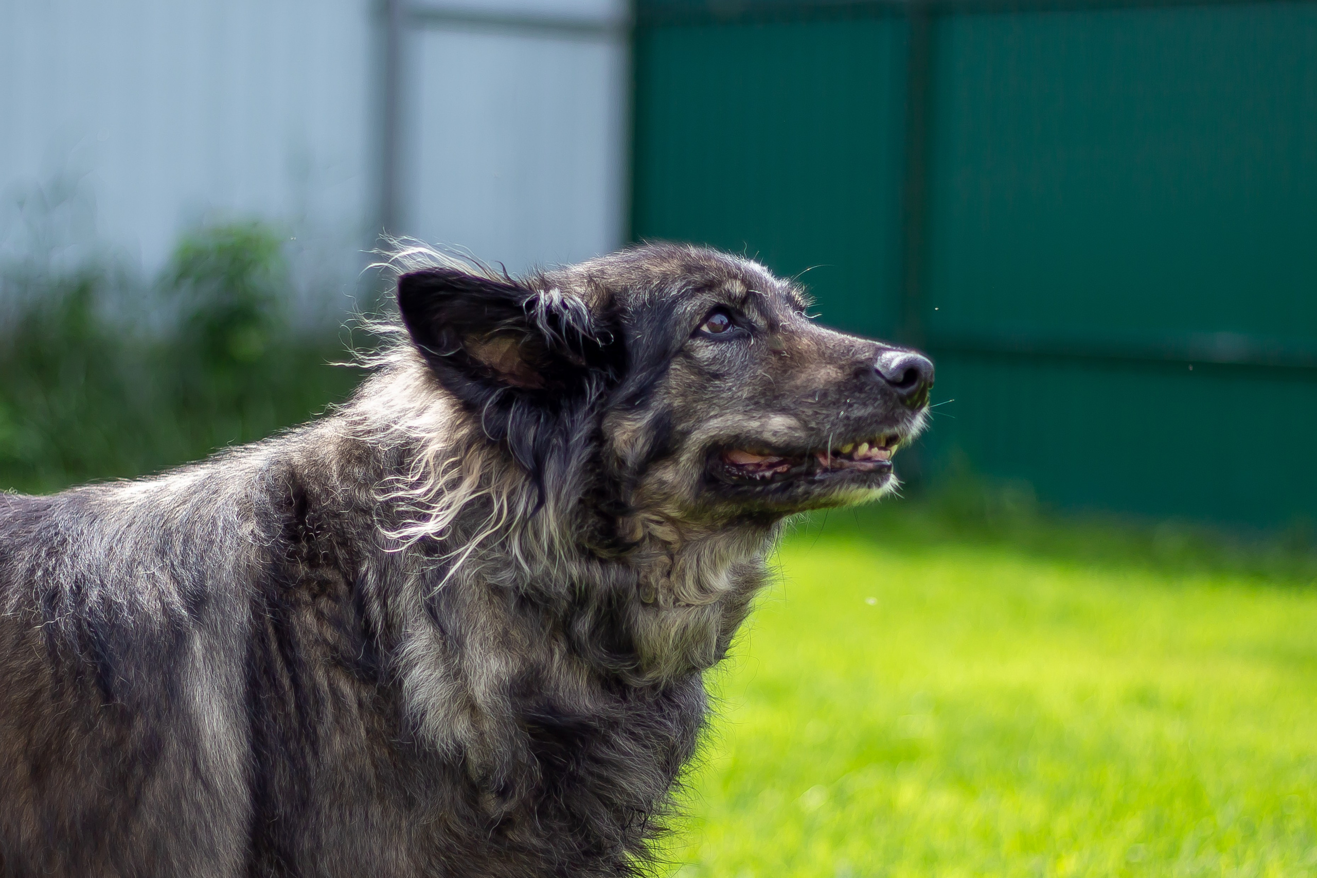 Собачья жизнь — Зоогостиница «Счастливые мечтатели». Фотограф • Орехово-Зуево • Балашиха • TEFO