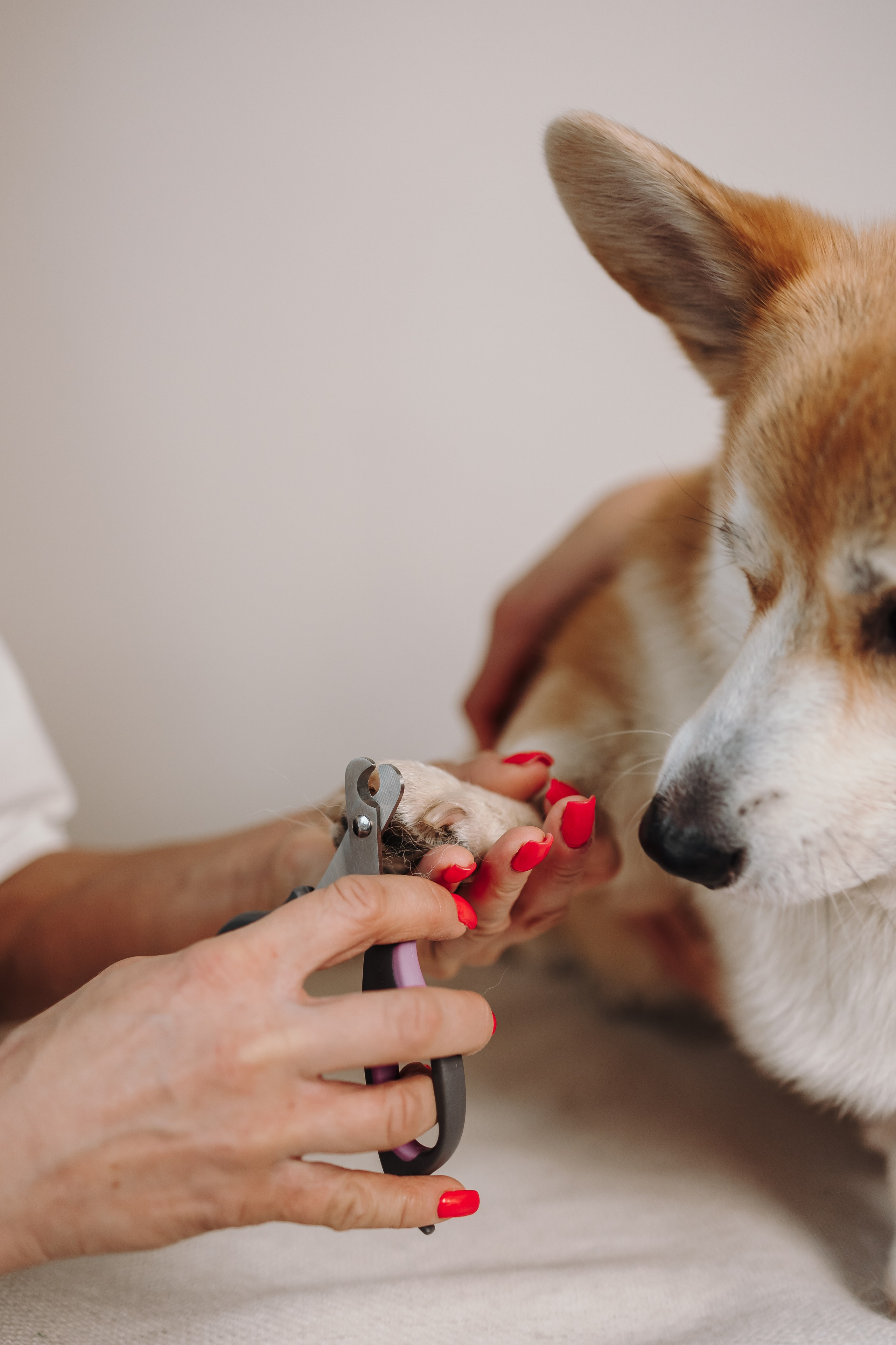 Груминг. Фотограф-анималист в Санкт-Петербурге Алина Яхонт