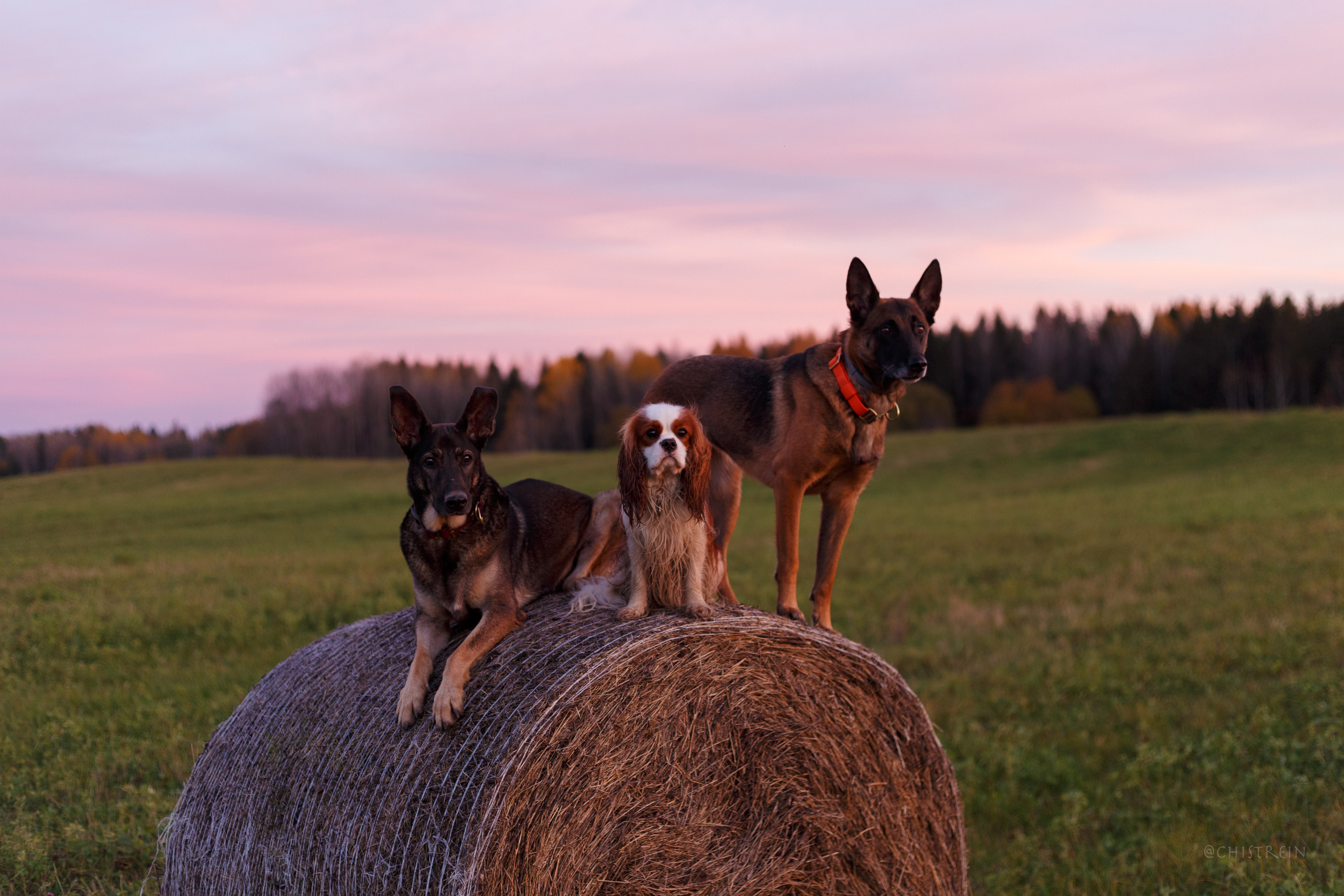 Октябрьский закат в полях. Алина и Лео. Фотограф-анималист Наталия Чистюхина в г. Сосновый Бор и ЛО