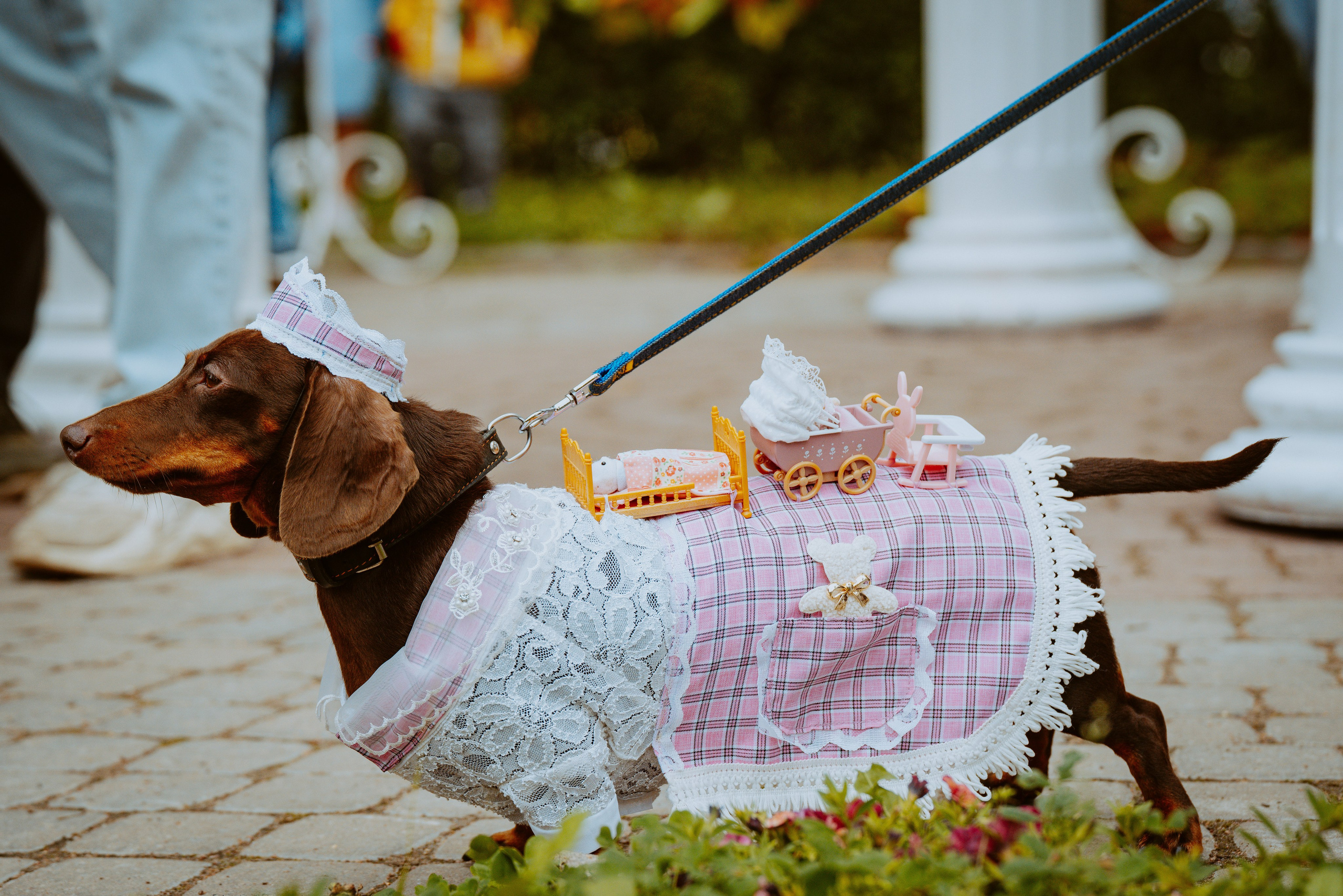 Такспарад. Фотограф анималист в Спб недорого Олеся Майорова