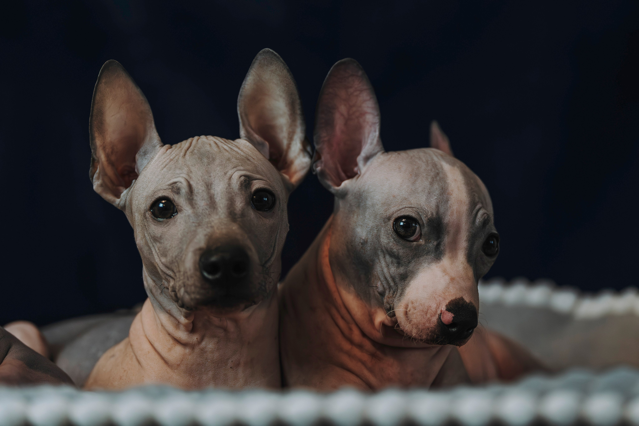Малыши американского голого терьера. Фотограф анималист в Спб недорого Олеся Майорова