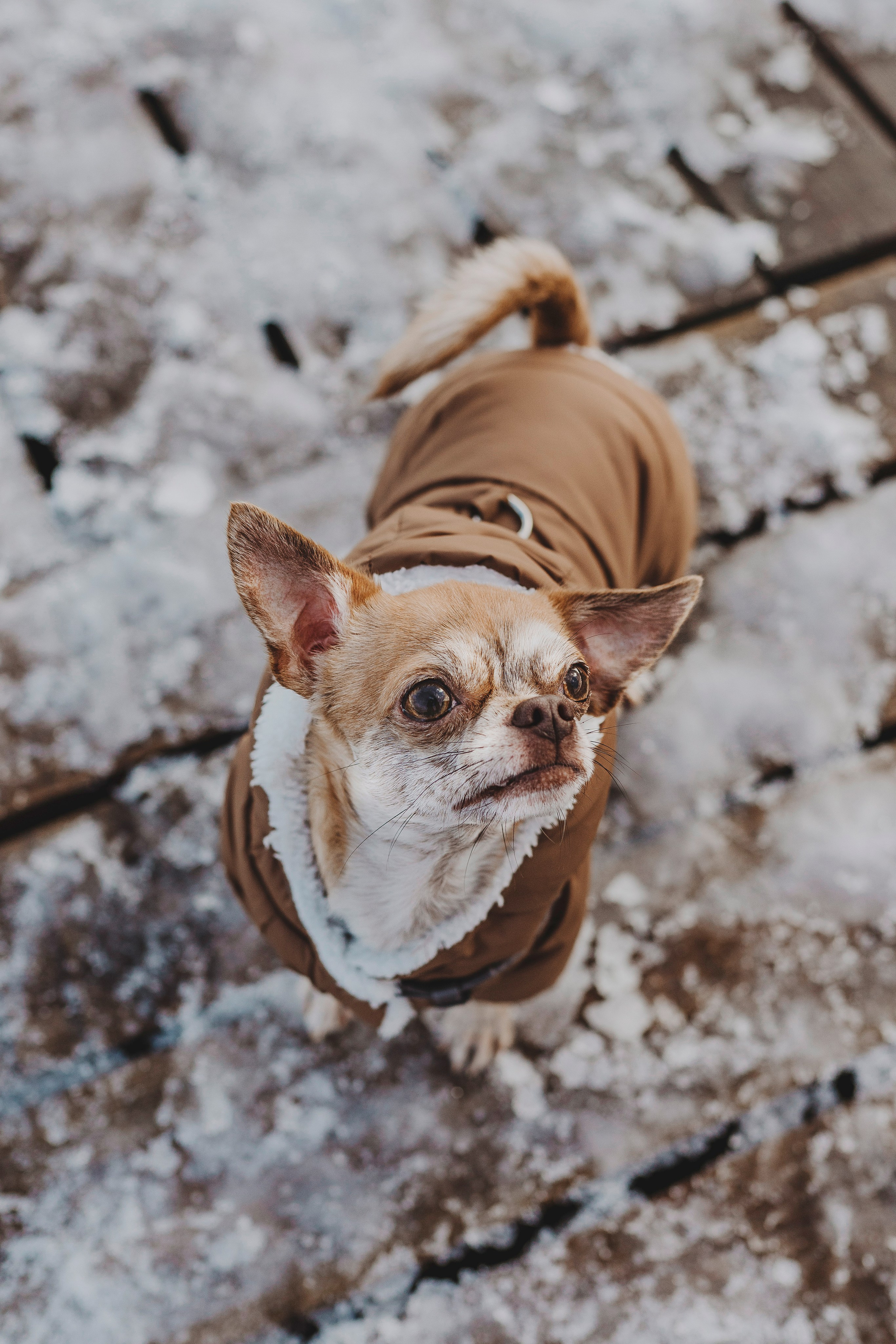 Наталия и Боря. Фотограф анималист в Спб недорого Олеся Майорова