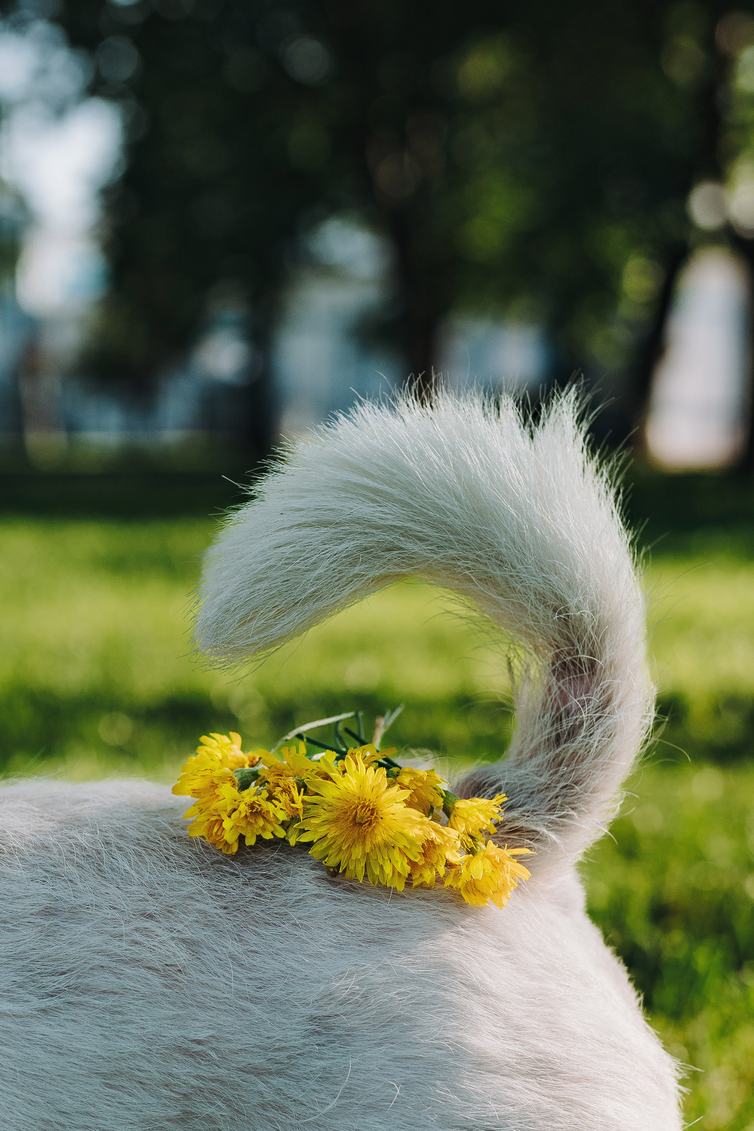 Ларс, Лукас и Ольга. Фотограф анималист в Спб недорого Олеся Майорова