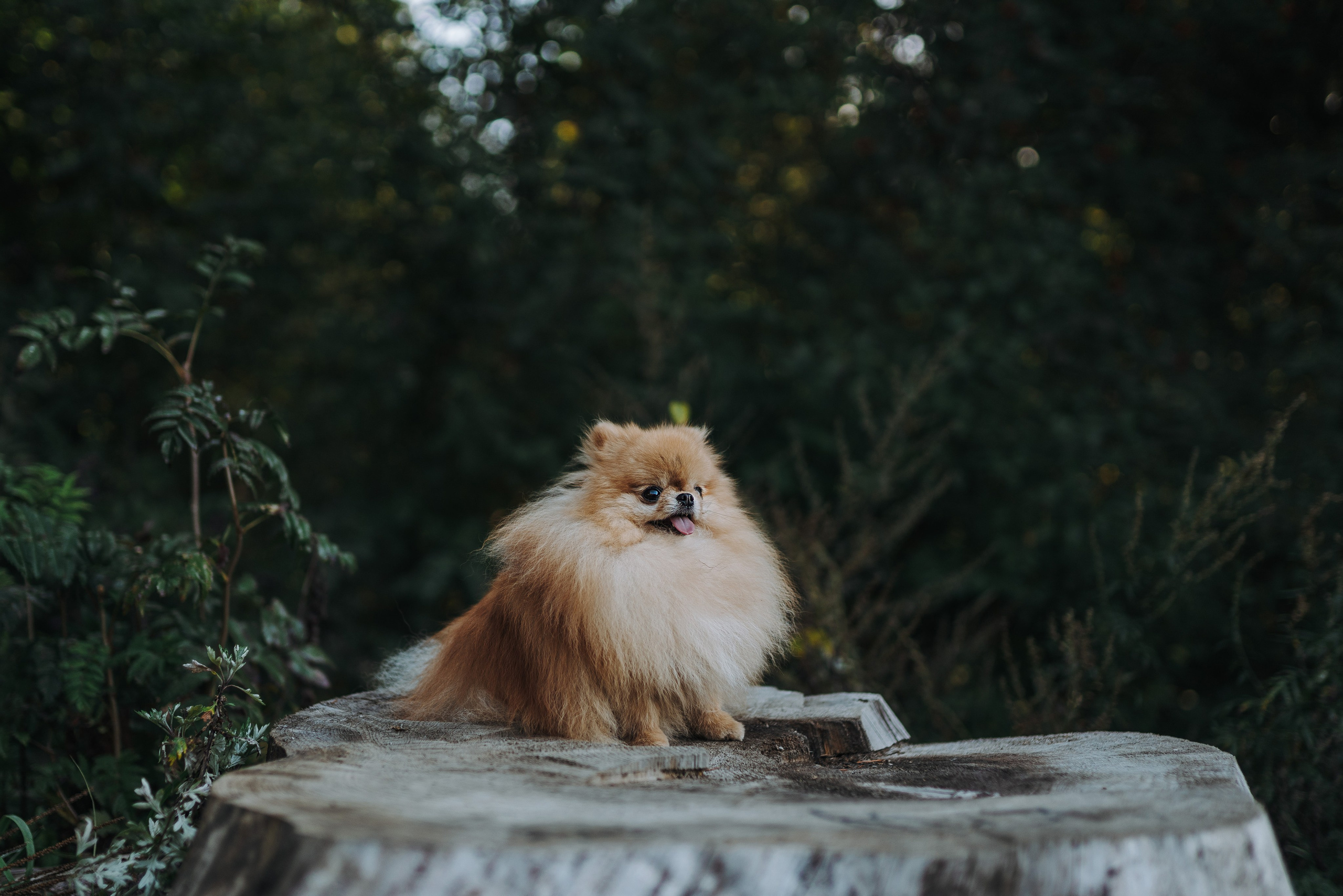 Наталья и Софа. Фотограф анималист в Спб недорого Олеся Майорова
