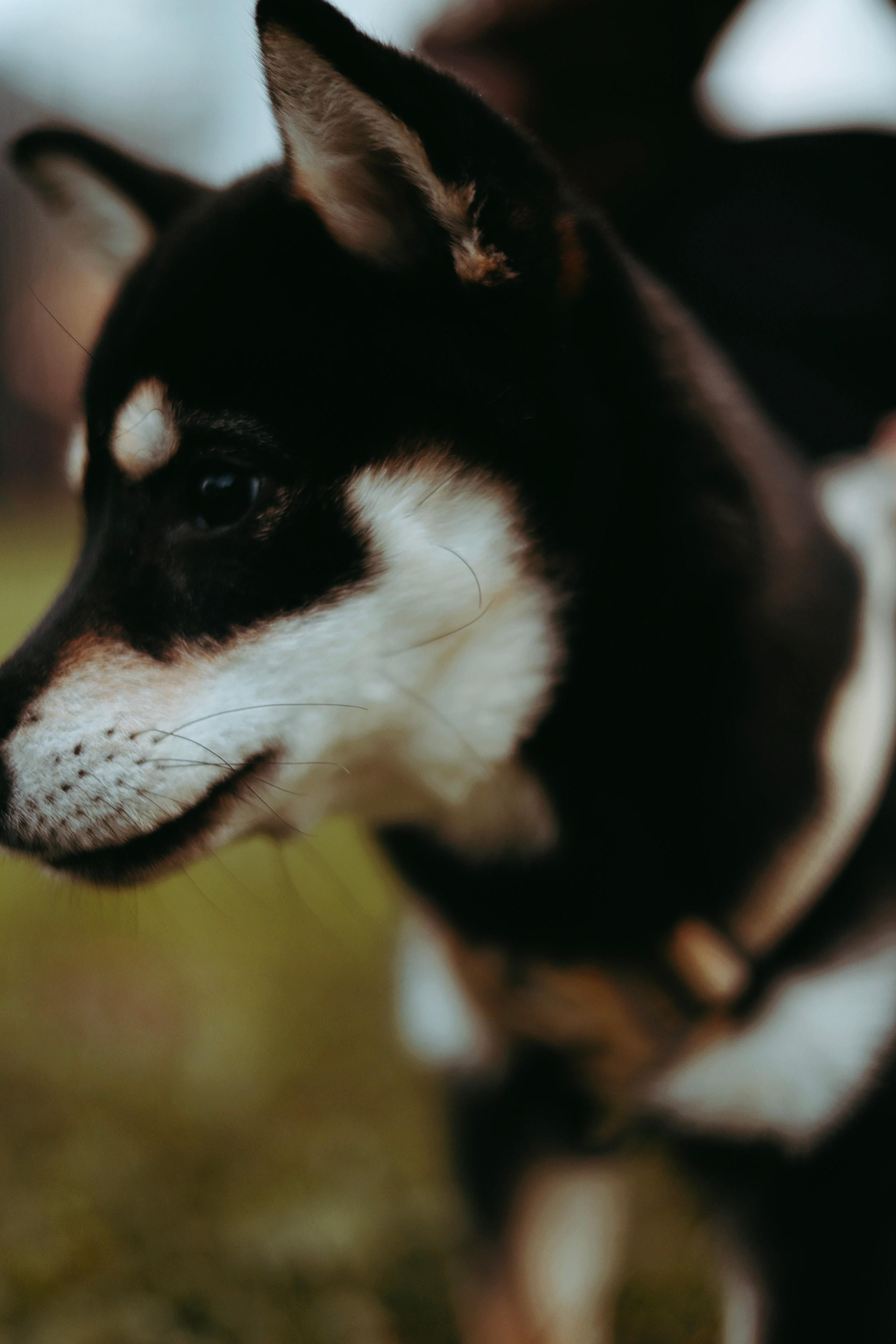 Puppy. Фотосессии в Москве и Санкт-Петербурге, а также по столицам стран Евро