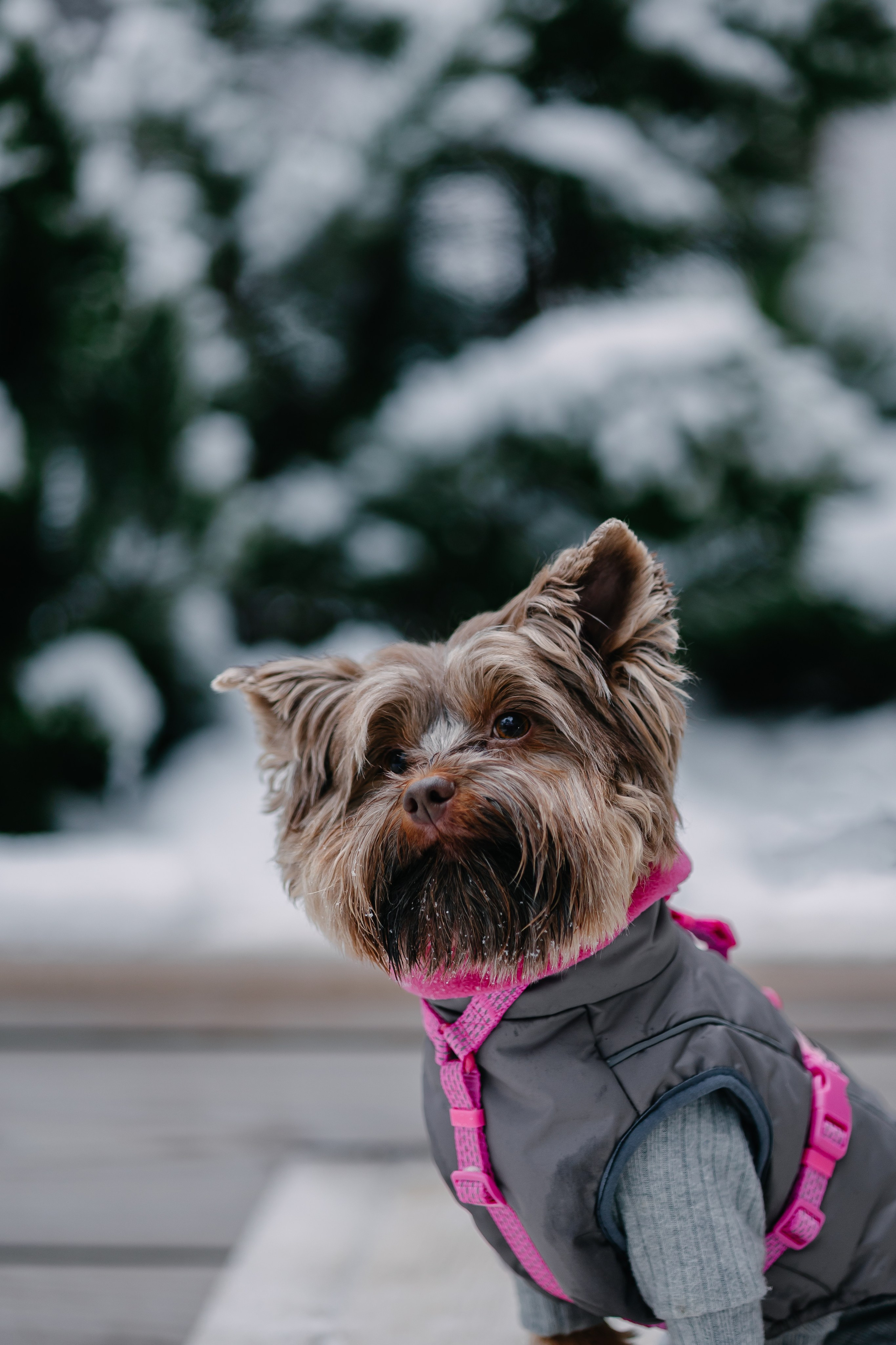 Лиза и Рикки. Фотограф-анималист в Санкт-Петербурге Алина Яхонт