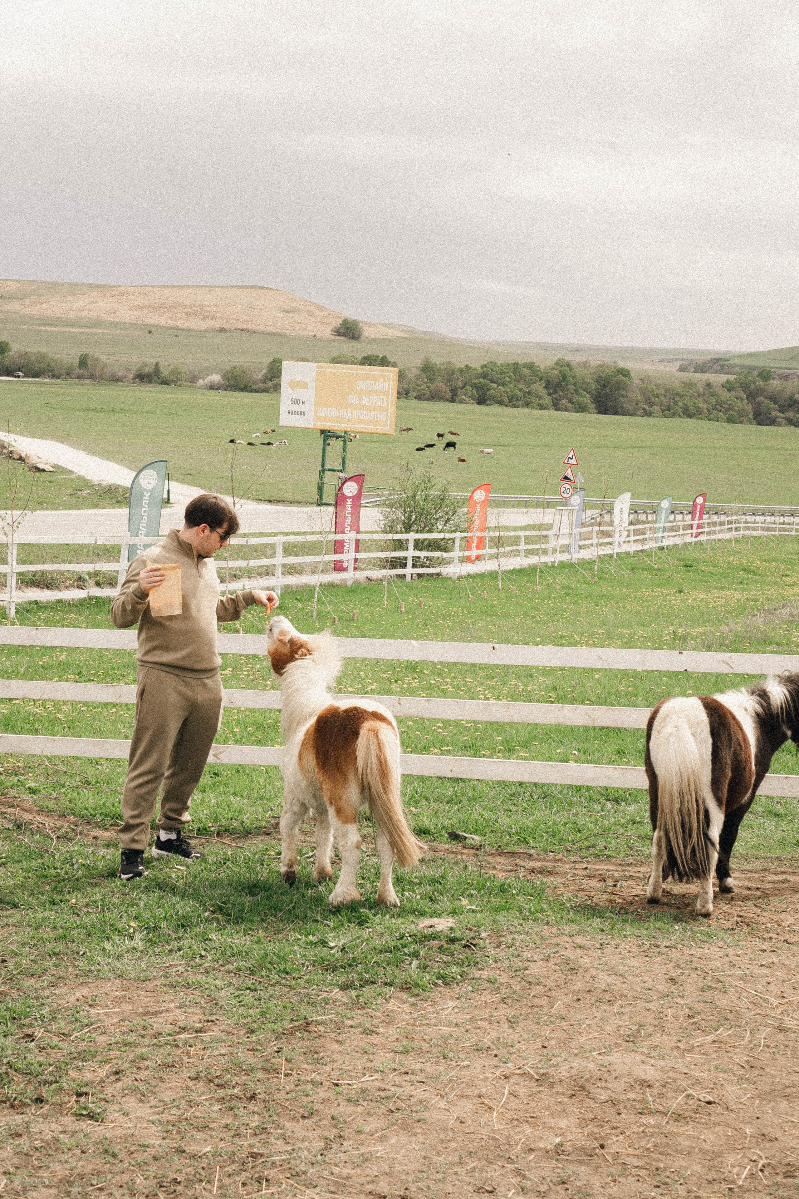 Ферма Альпак. Профессиональный фотограф, Санкт-Петербург — Виктория Богомолова