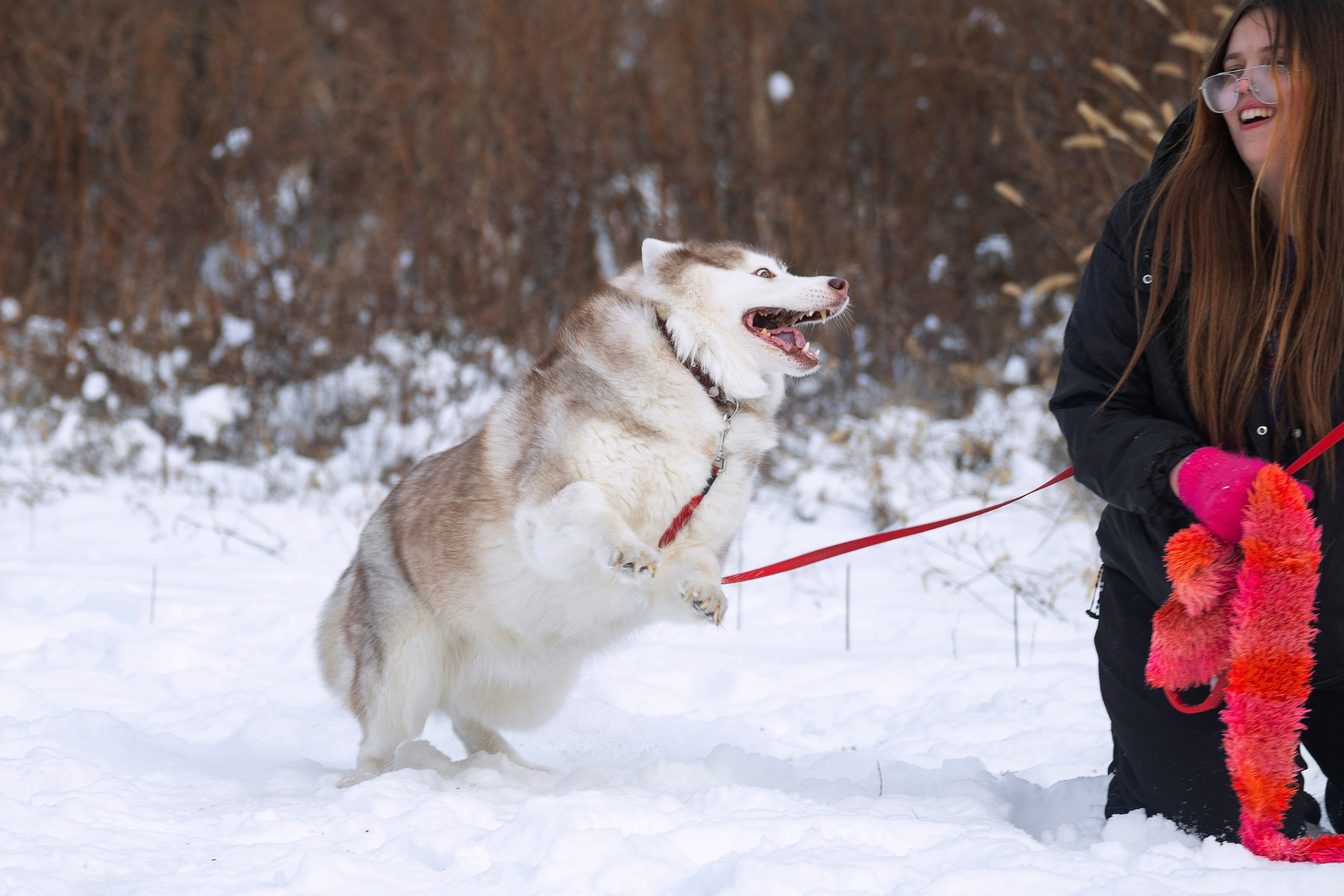 Люди и питомцы. Slavilada-Лапки. Свет. Любовь… Профессиональная фотосессия питомцев Для памяти, пристройства и продажи. Хабаровск