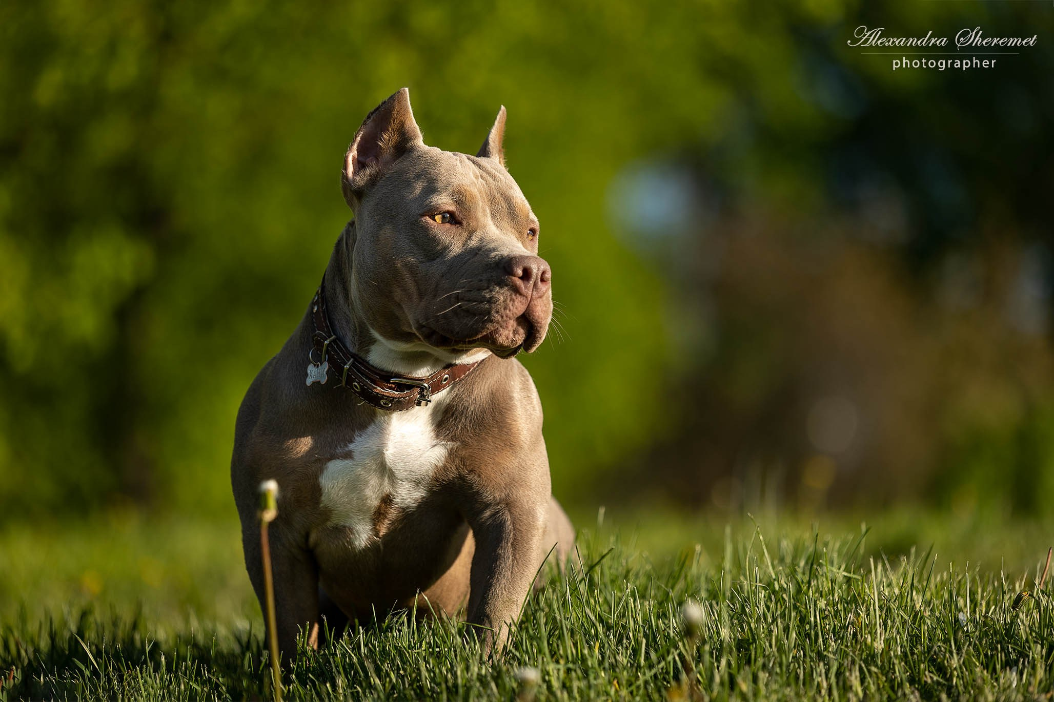 Булли. Фотограф-анималист Александра Шеремет