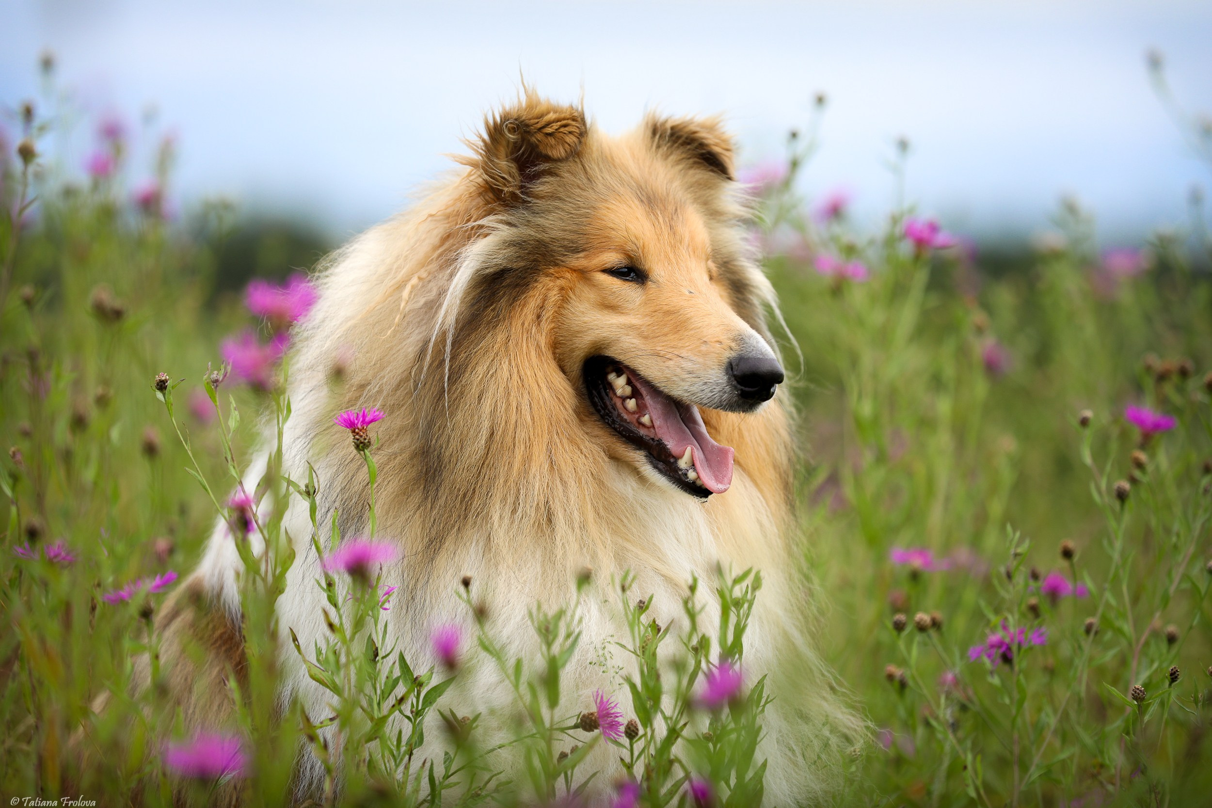 Фотопрогулка для нескольких собак загородом. Фотограф-анималист в Москве и Московской области Татьяна Фролова