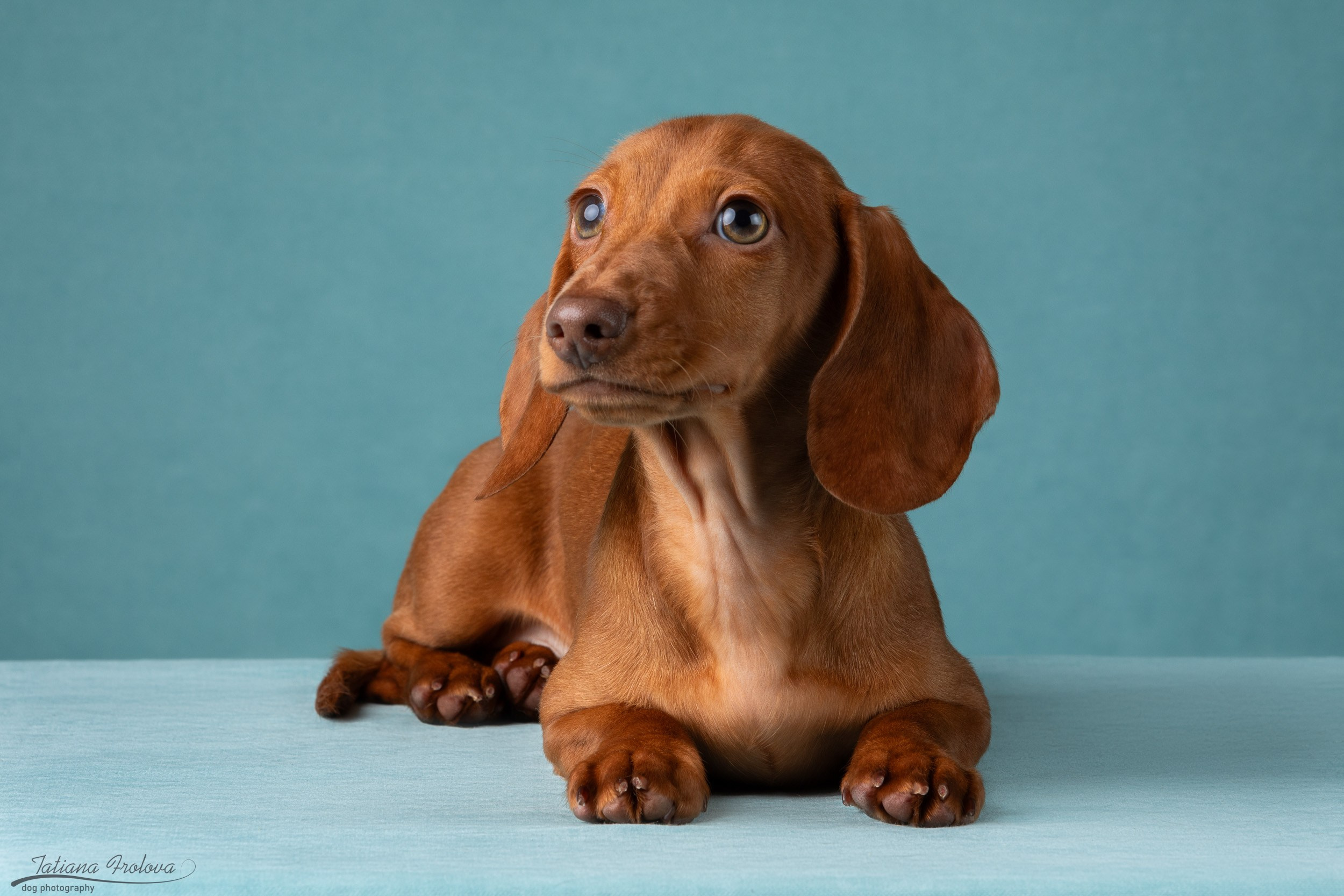 Съемка щенков таксы в минималистичном стиле. Фотограф-анималист в Москве и Московской области Татьяна Фролова