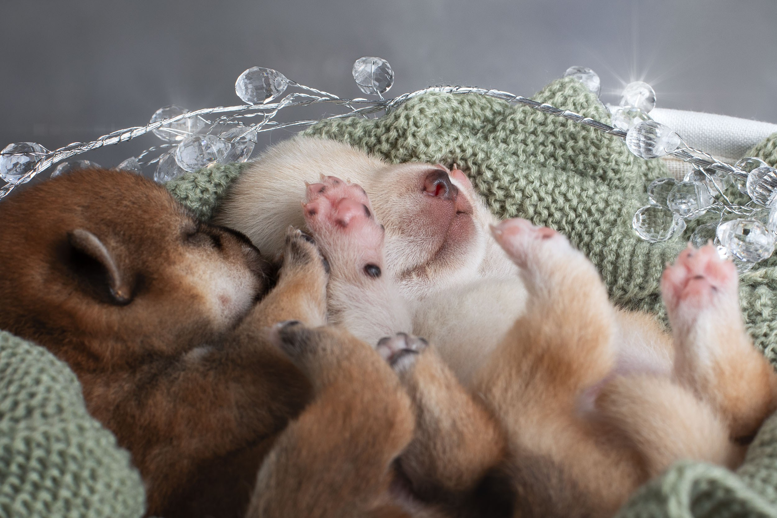 Двойняшки- фото щенков. Фотограф-анималист в Москве и Московской области Татьяна Фролова