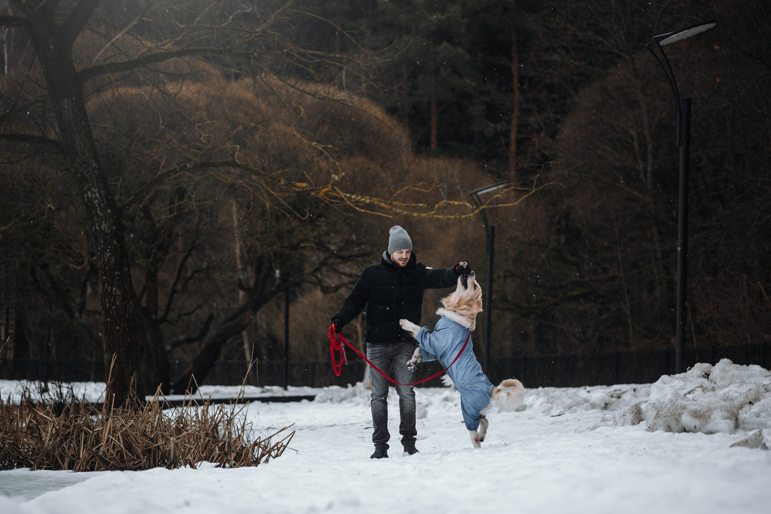 Шелби, Ватсон и ребята. Фотограф — Анималист | Санкт-Петербург