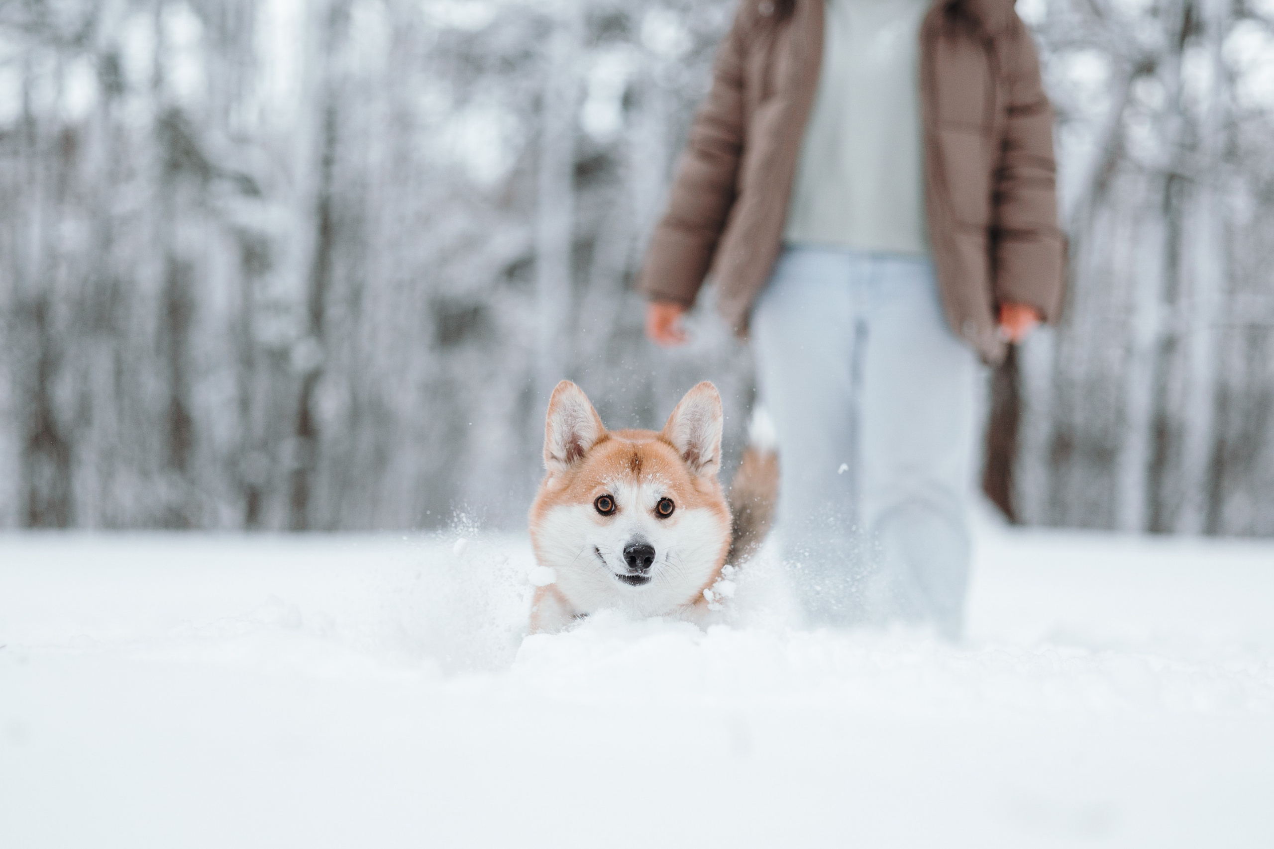 Оливка и ее семья. Фотограф — Анималист | Санкт-Петербург
