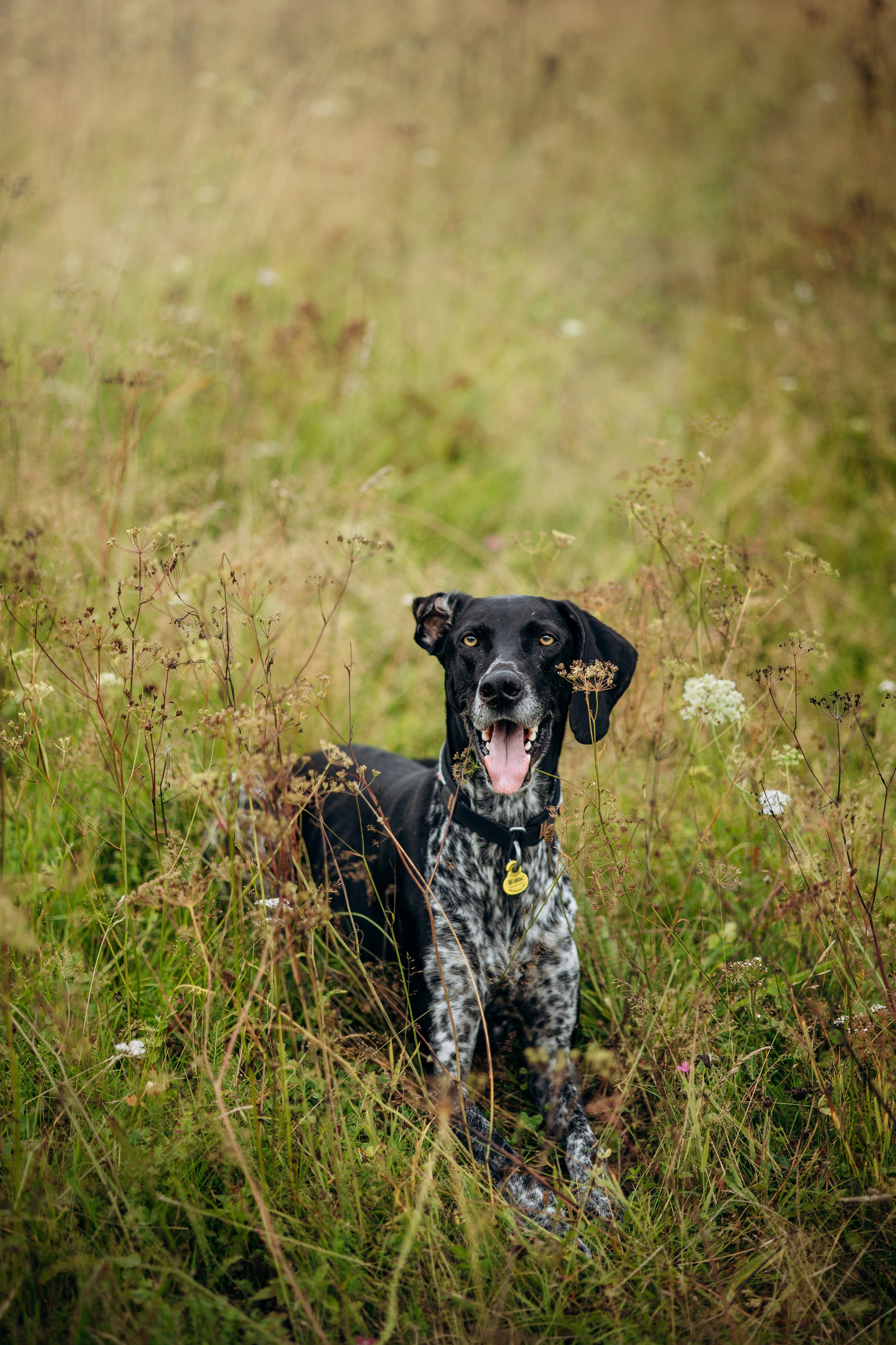 Хеликс и его семья. Фотограф — Анималист | Санкт-Петербург