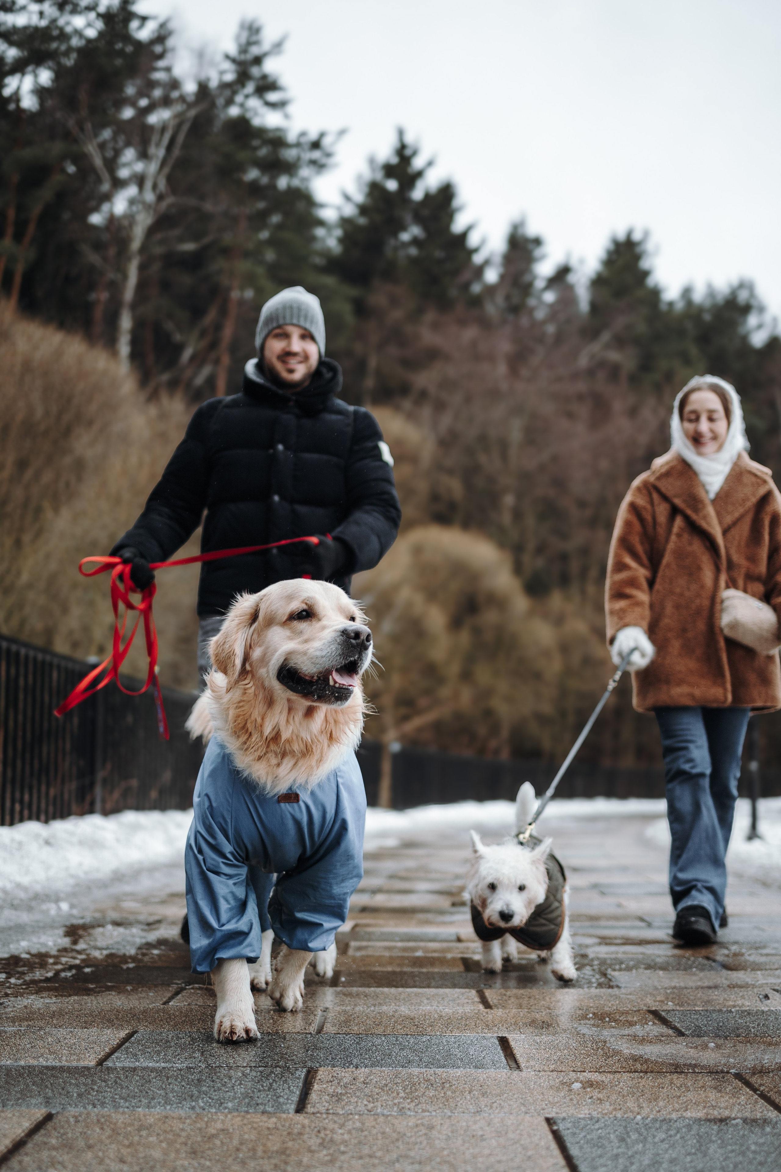 Шелби, Ватсон и ребята. Фотограф — Анималист | Санкт-Петербург