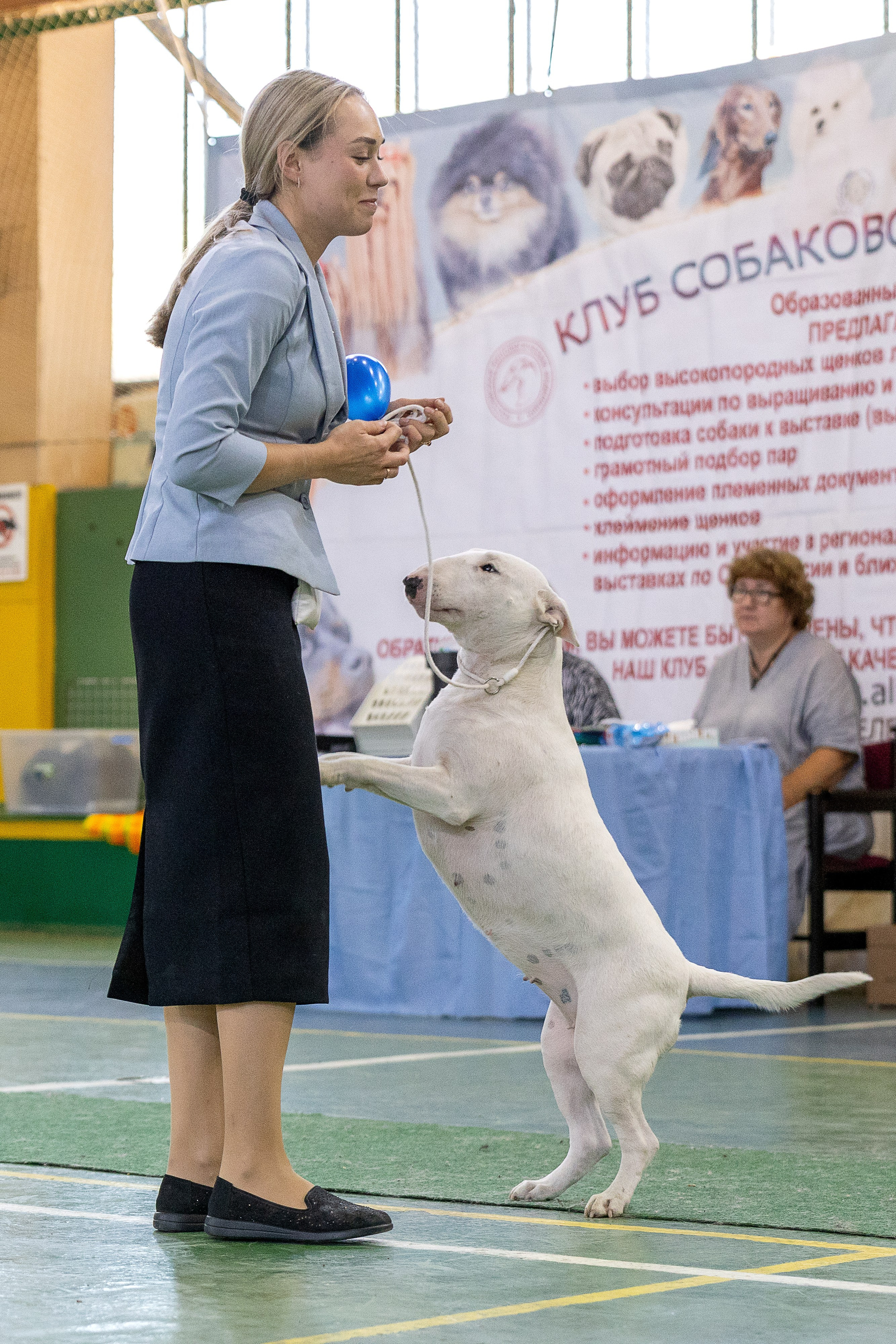 Выставка собак Орел 15.09.2024. Купить щенка Вельш-корги-кардиган в семейном питомнике — Ice Fantasy