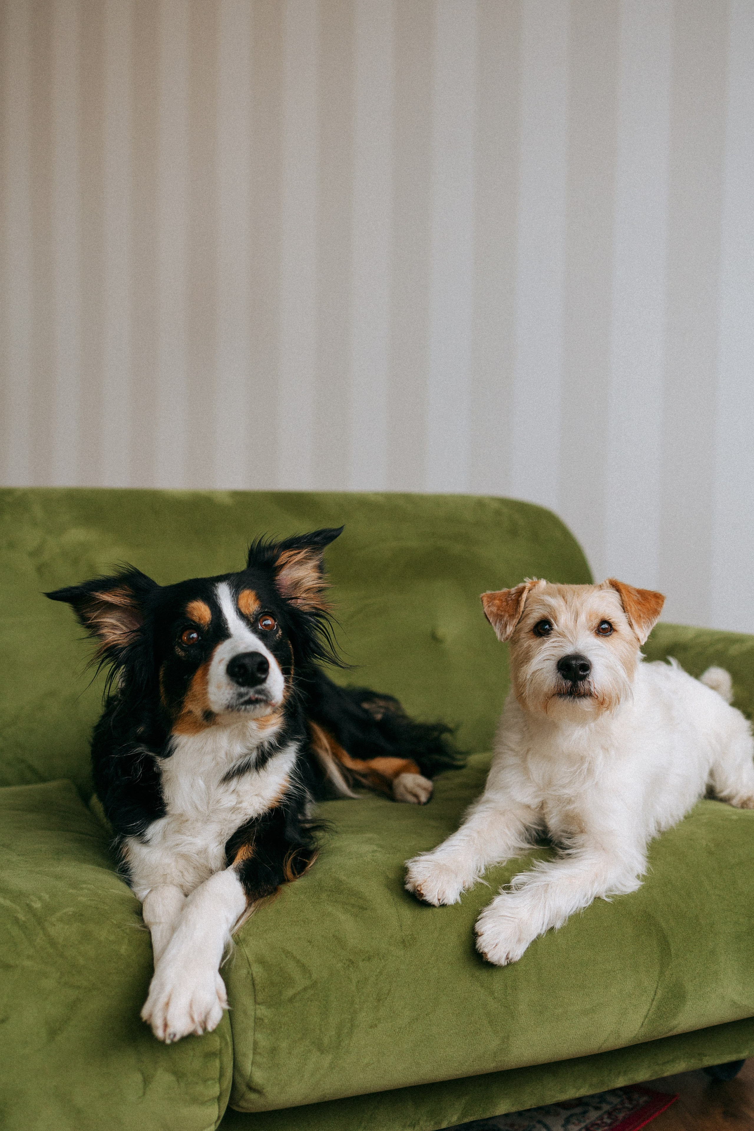 Цунами, Теон и Женя. Фотограф анималист Анастасия Пикей