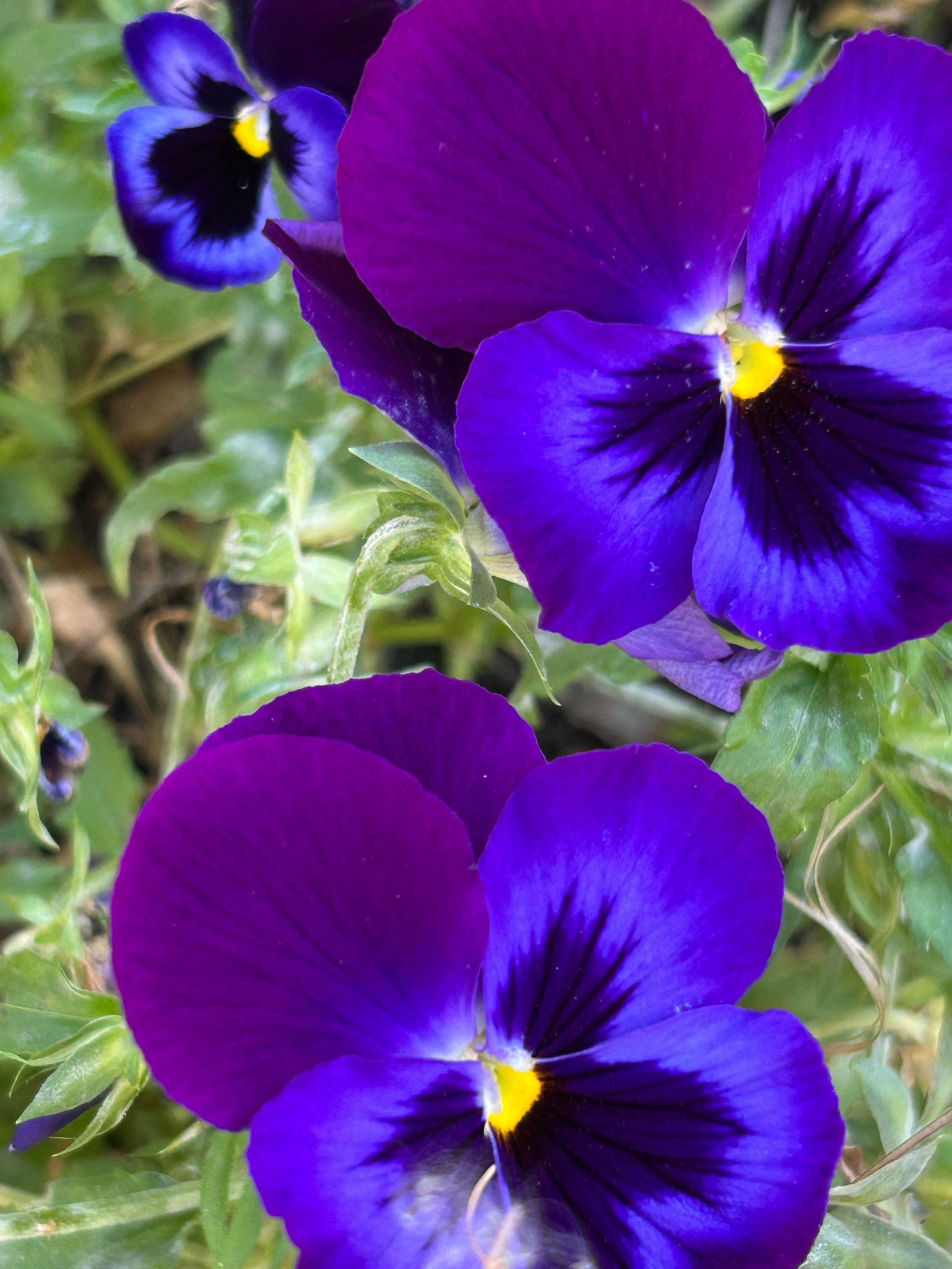 Цветы. Фотокружок «Видоискатель» ГБОУ СОШ № 291