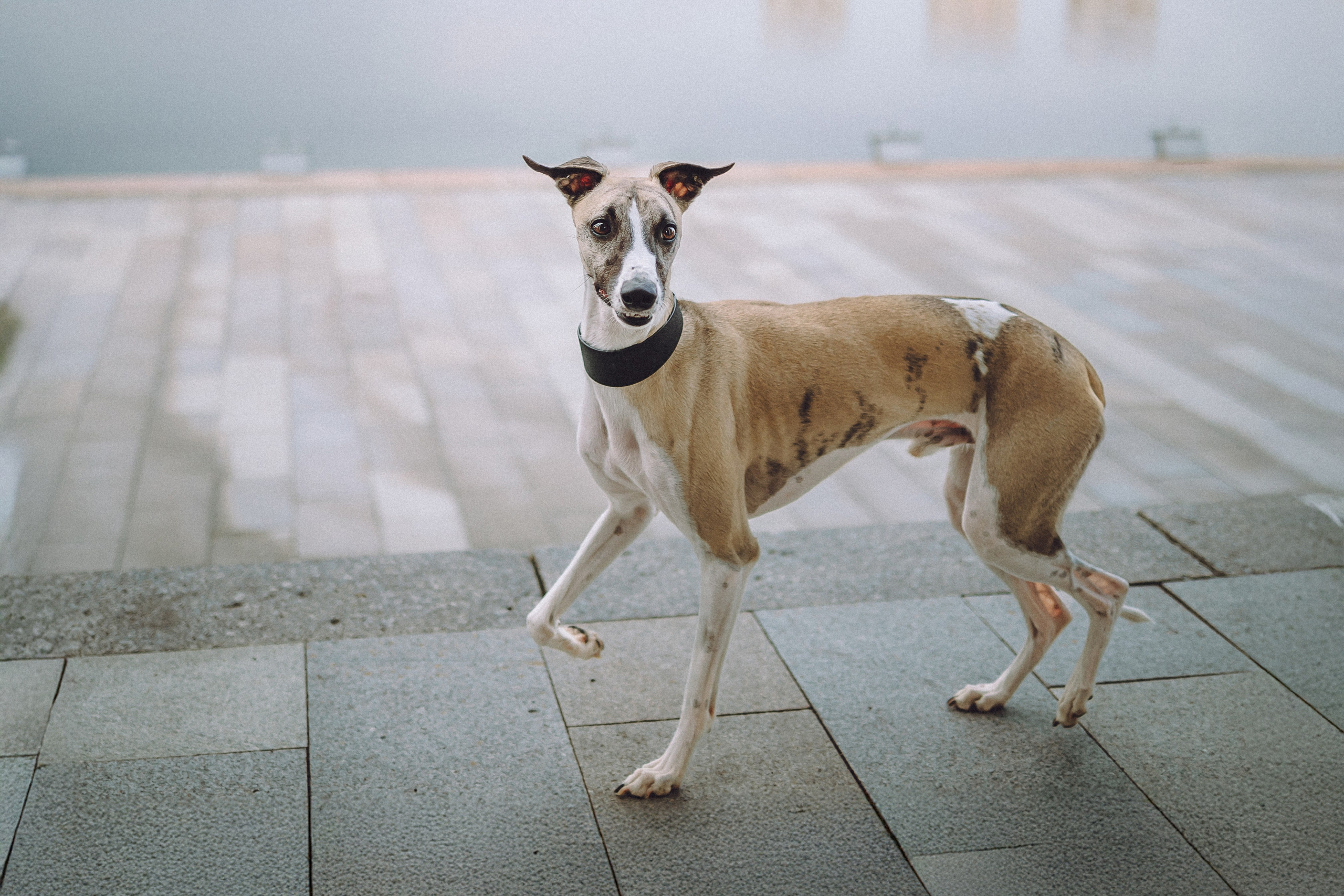 Ирина, Илья и Рик