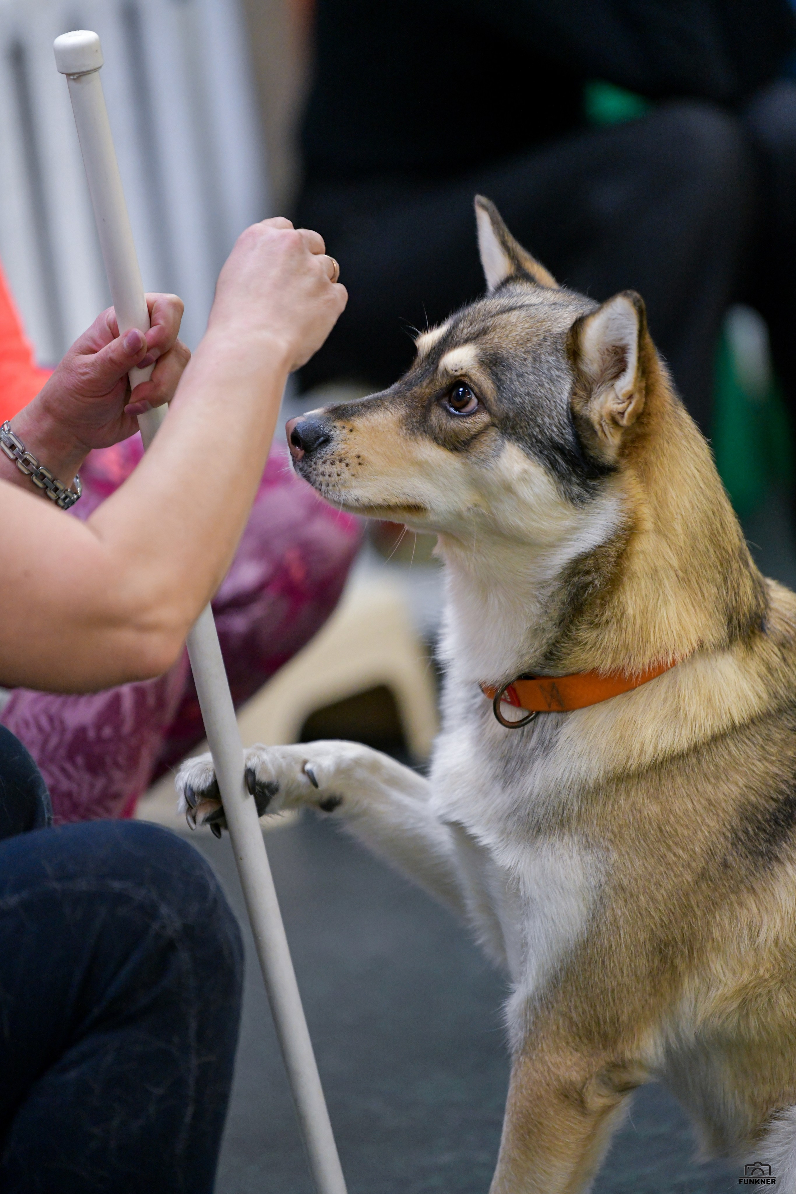 Кинологический клуб «Бодрый хвост». Свой взгляд через объектив