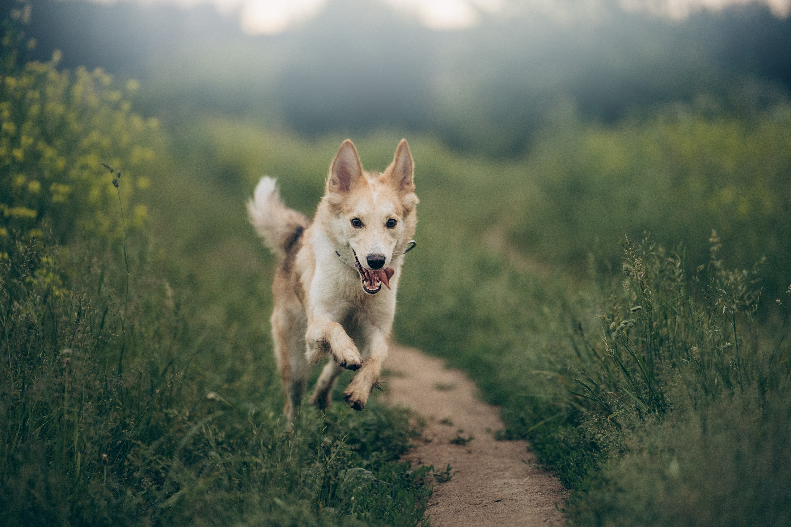 Соня и Кора. Фотограф анималист в Москве и Санкт-Петербурге Свиридова Анна