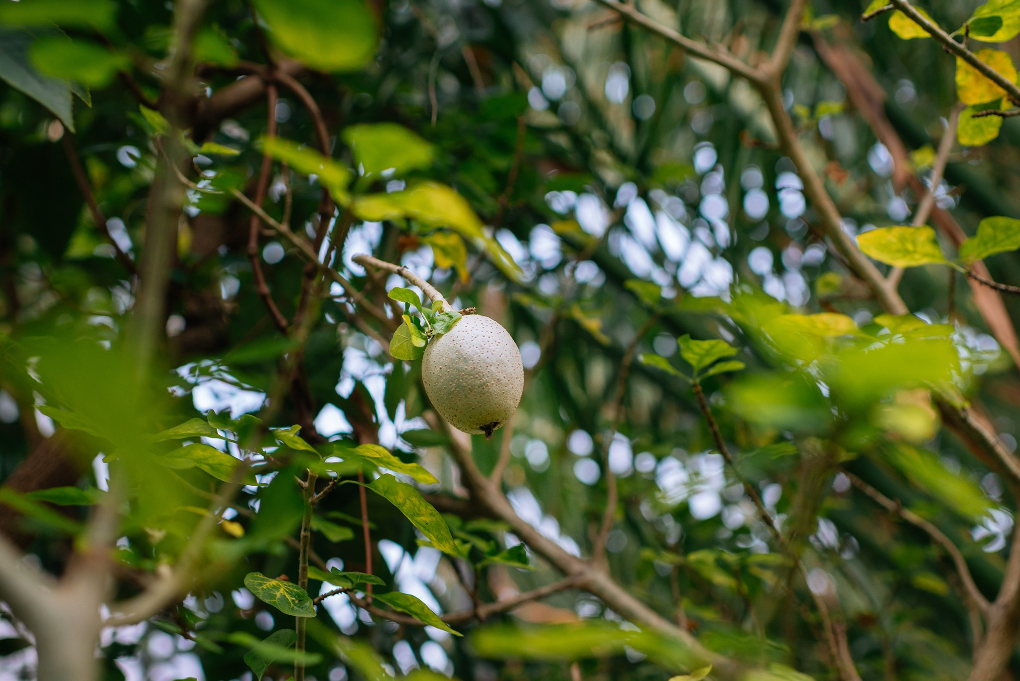 Ботанический сад. Субтропический маршрут. Март 26. Репортажный фотограф в Санкт-Петербурге Анастасия Клёпова