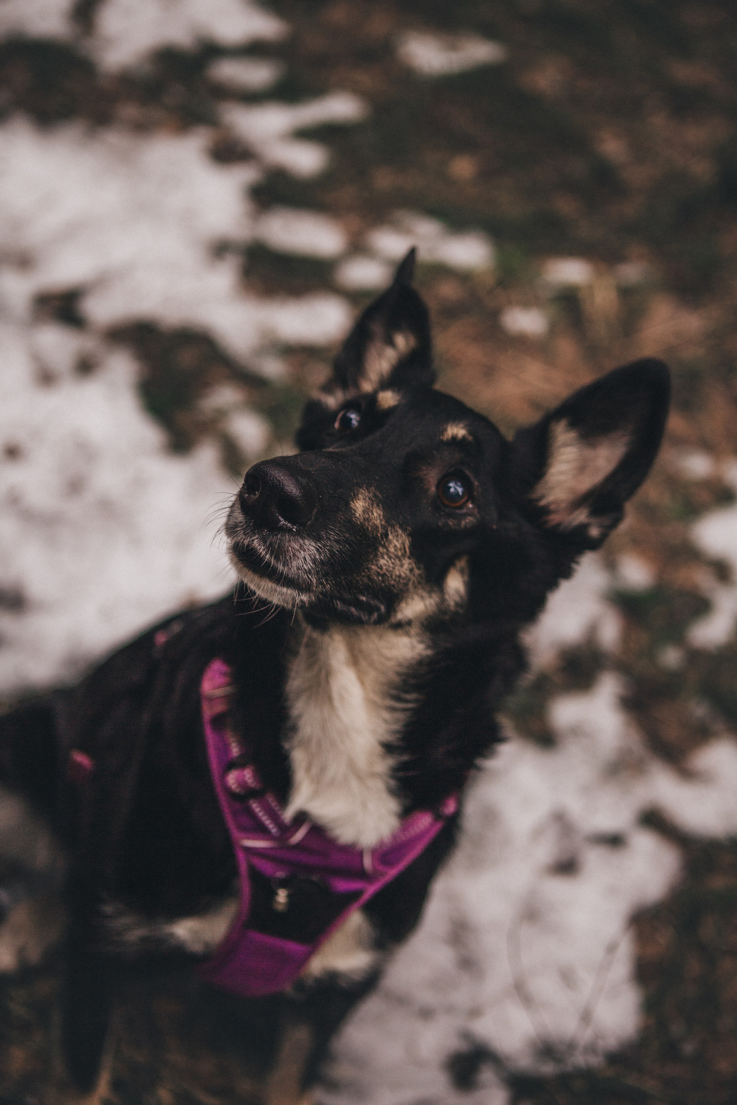 A cinematic tale of true love and unbreakable friendship between a man and a dog. Portrait, family and pet photographer in Cyprus, Ksenia Bourdelle