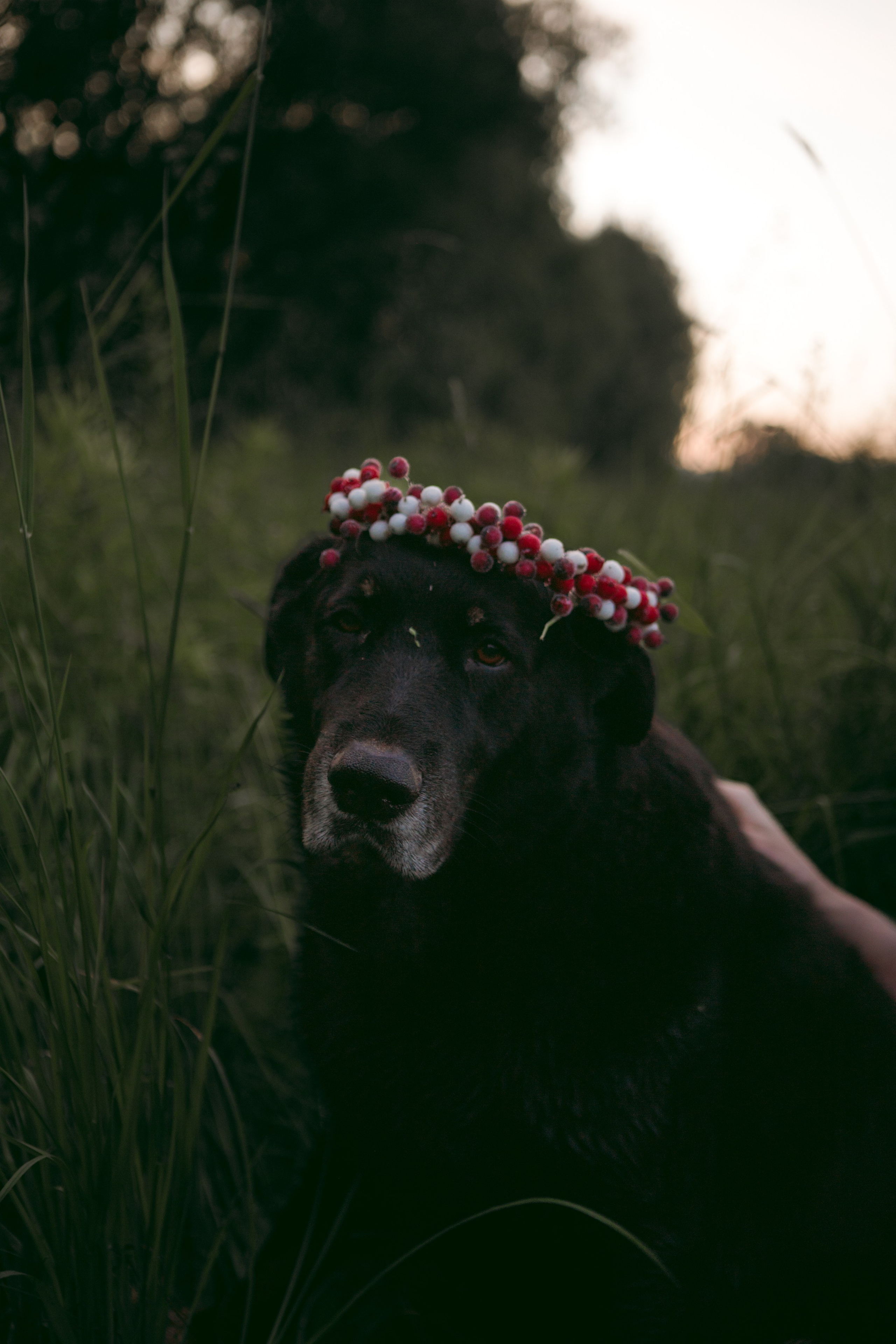 Алёна и Феликс. Про вас, самых близких и хвостиков. Фотограф на Кипре, Ксения Бурдель