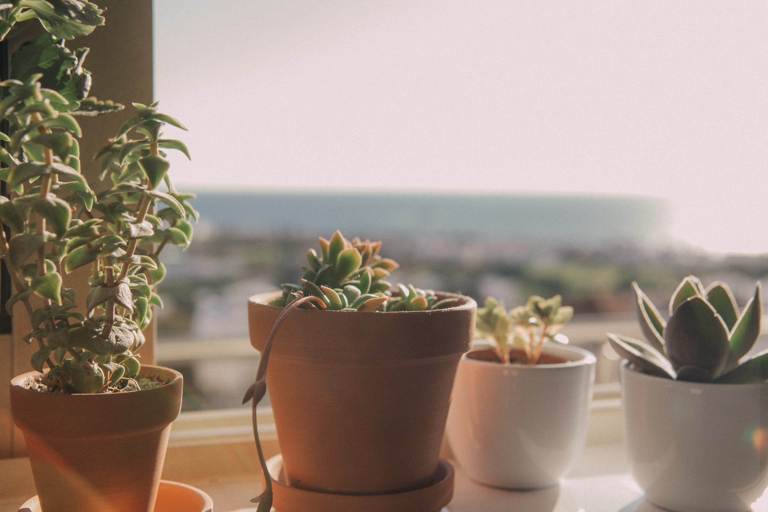 Alina. Portrait, family and pet photographer in Cyprus, Ksenia Bourdelle